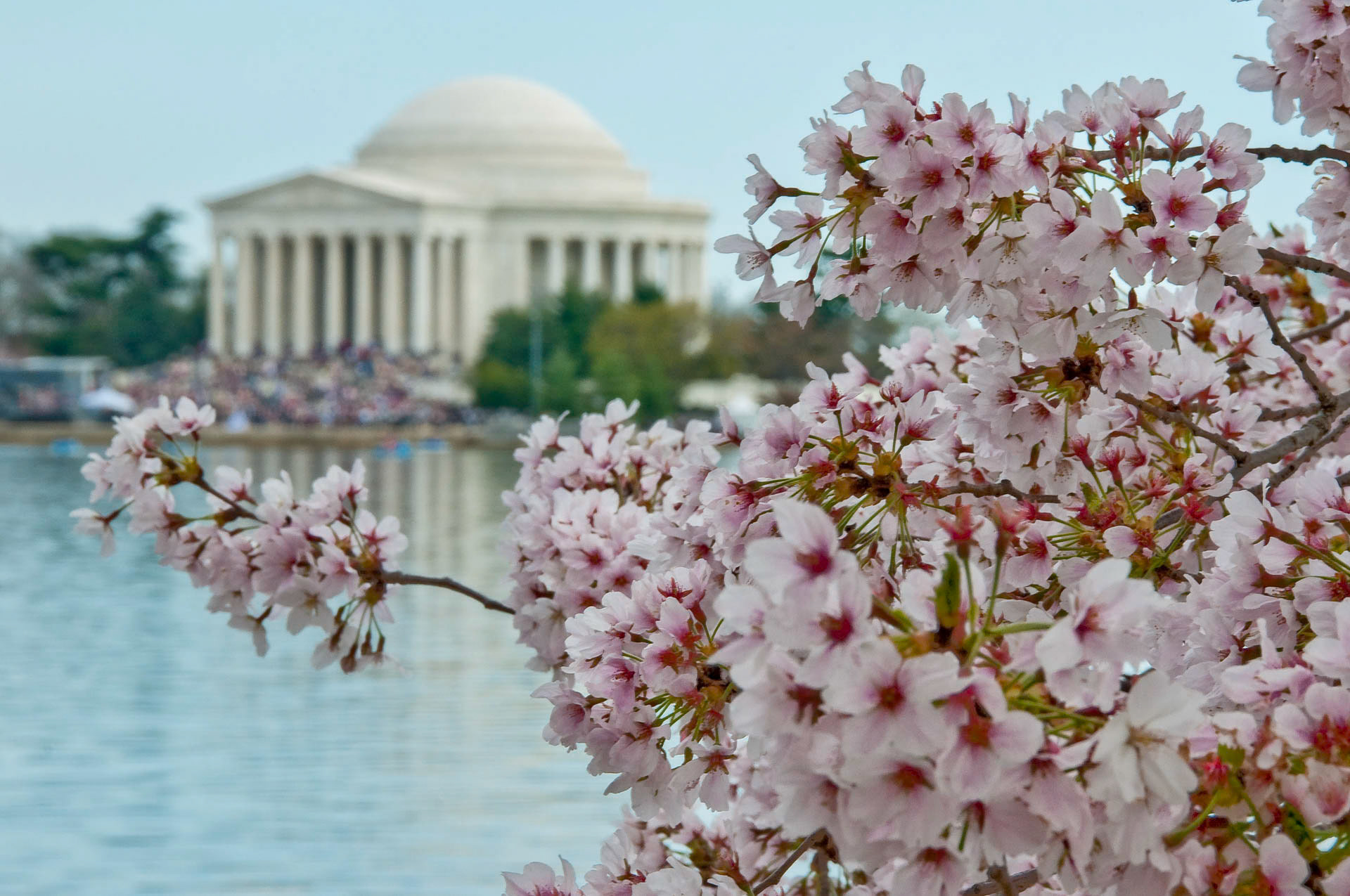 Cherry Blossoms Jefferson
