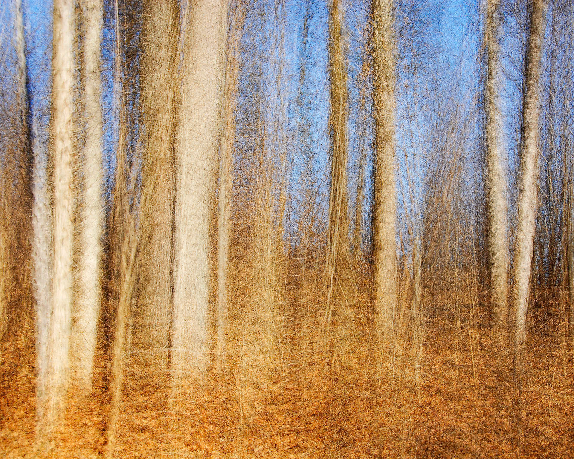 Winter Woods