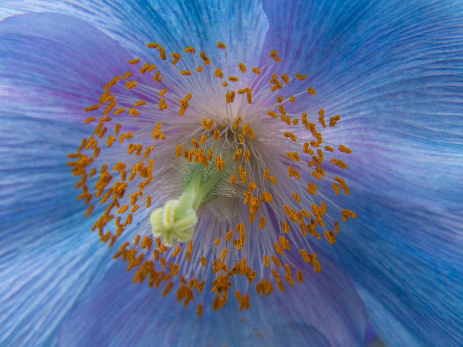 Blue Poppy 40