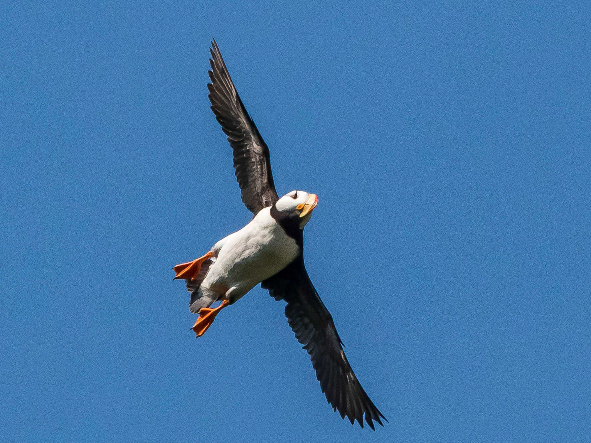 Horned Puffin