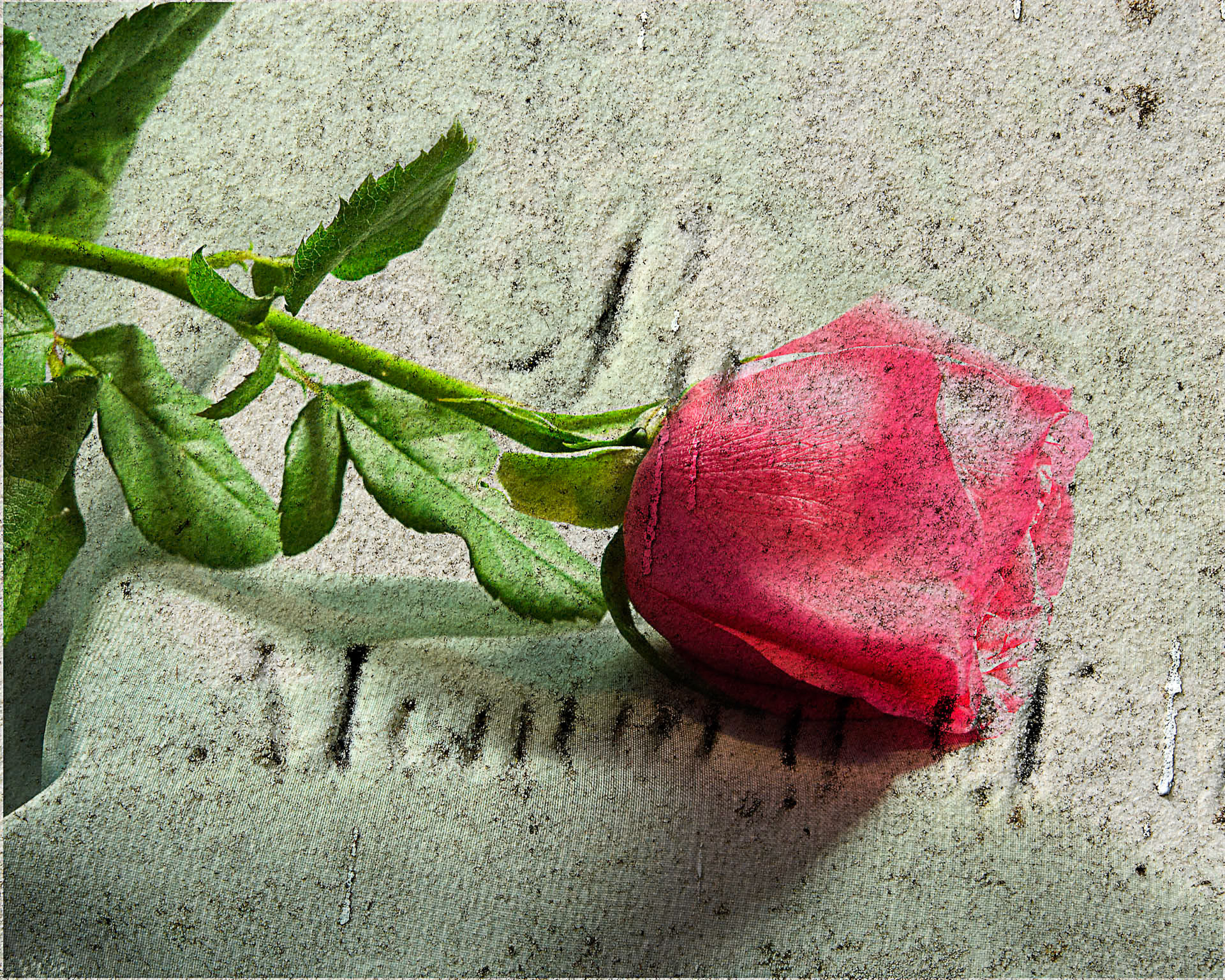 In Memory Of