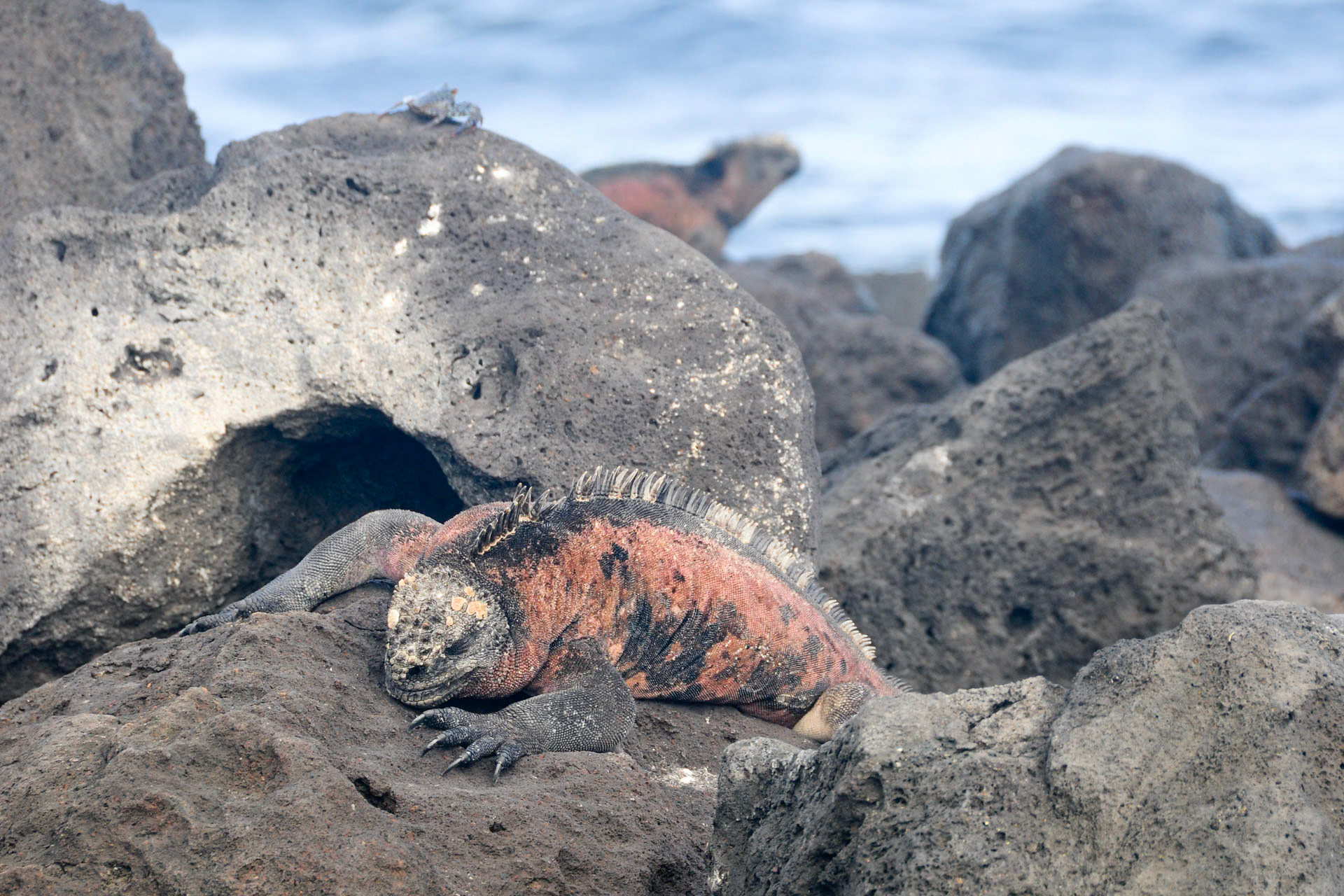 Lazing Iguanas