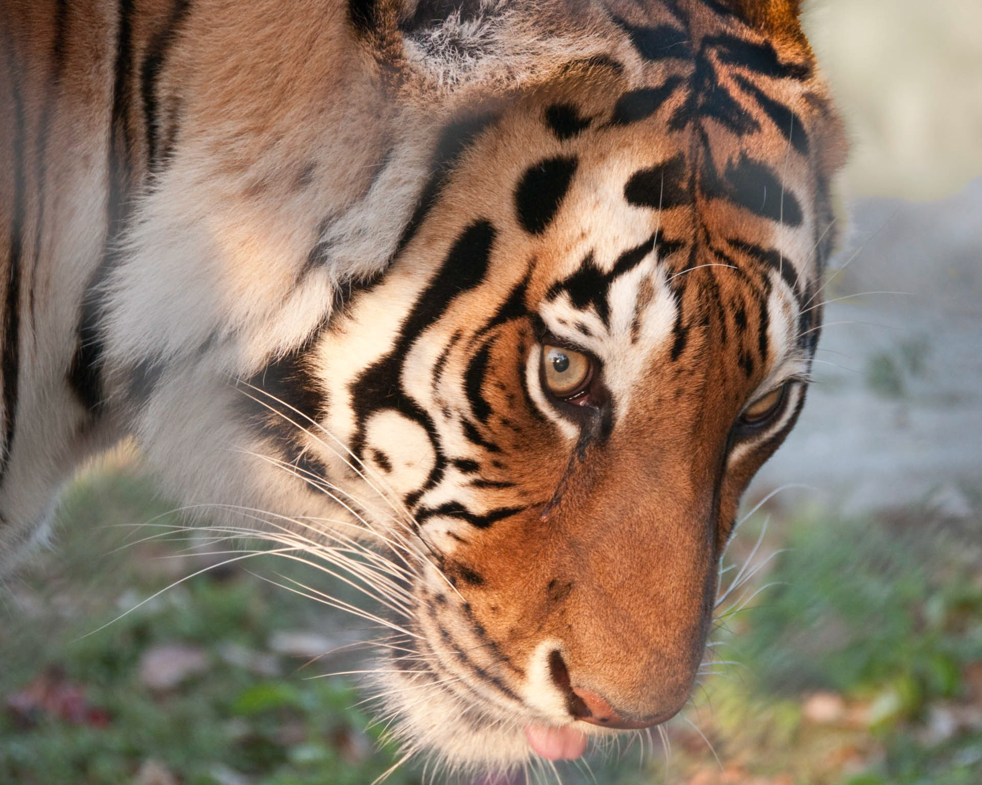 Tiger Face