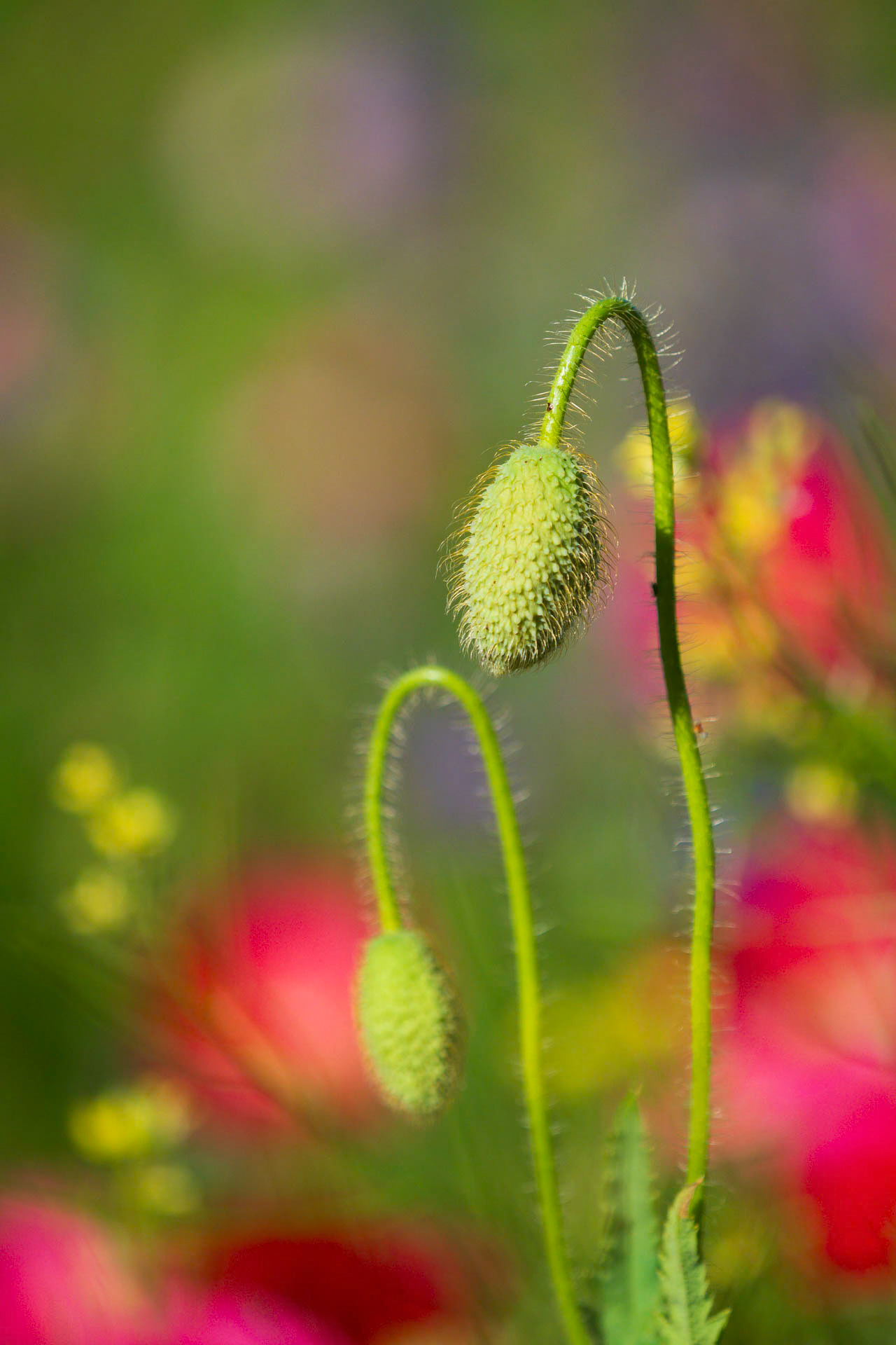 Palouse Poppies