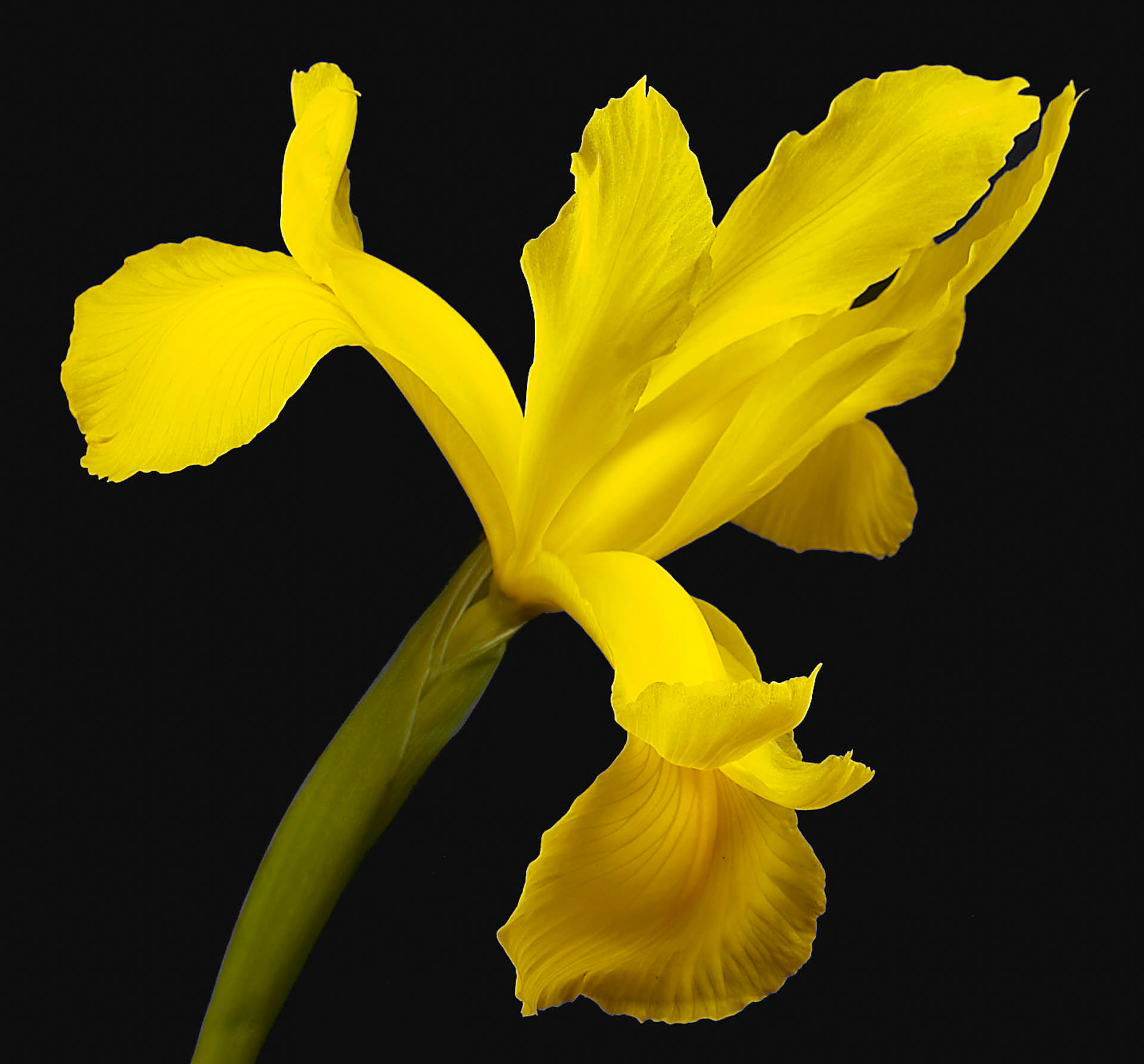 Graceful Iris