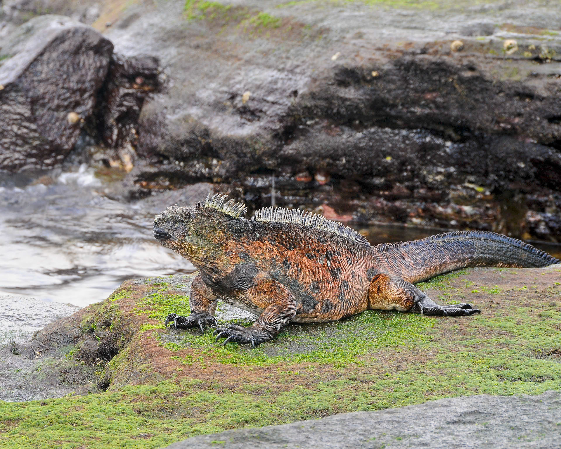 Marine Iguana