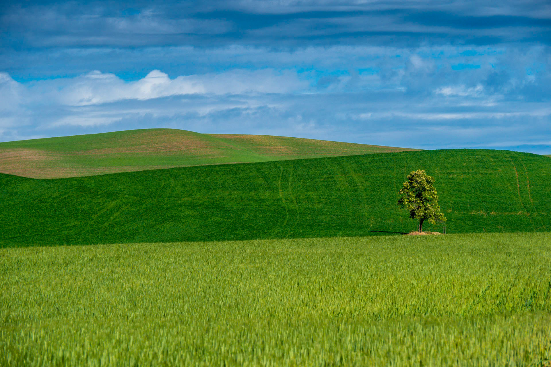 Lone Tree Scape