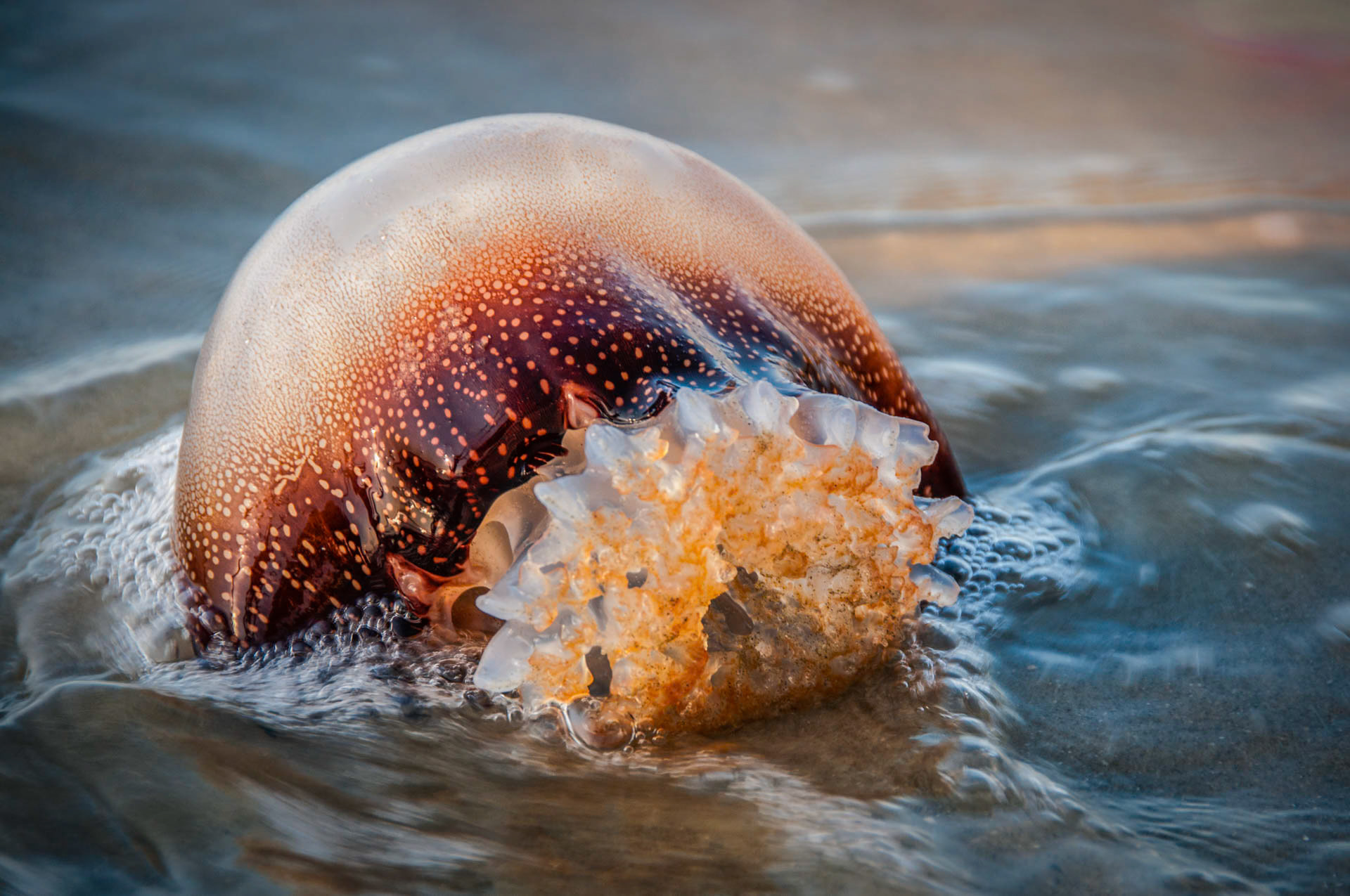 Swept Ashore