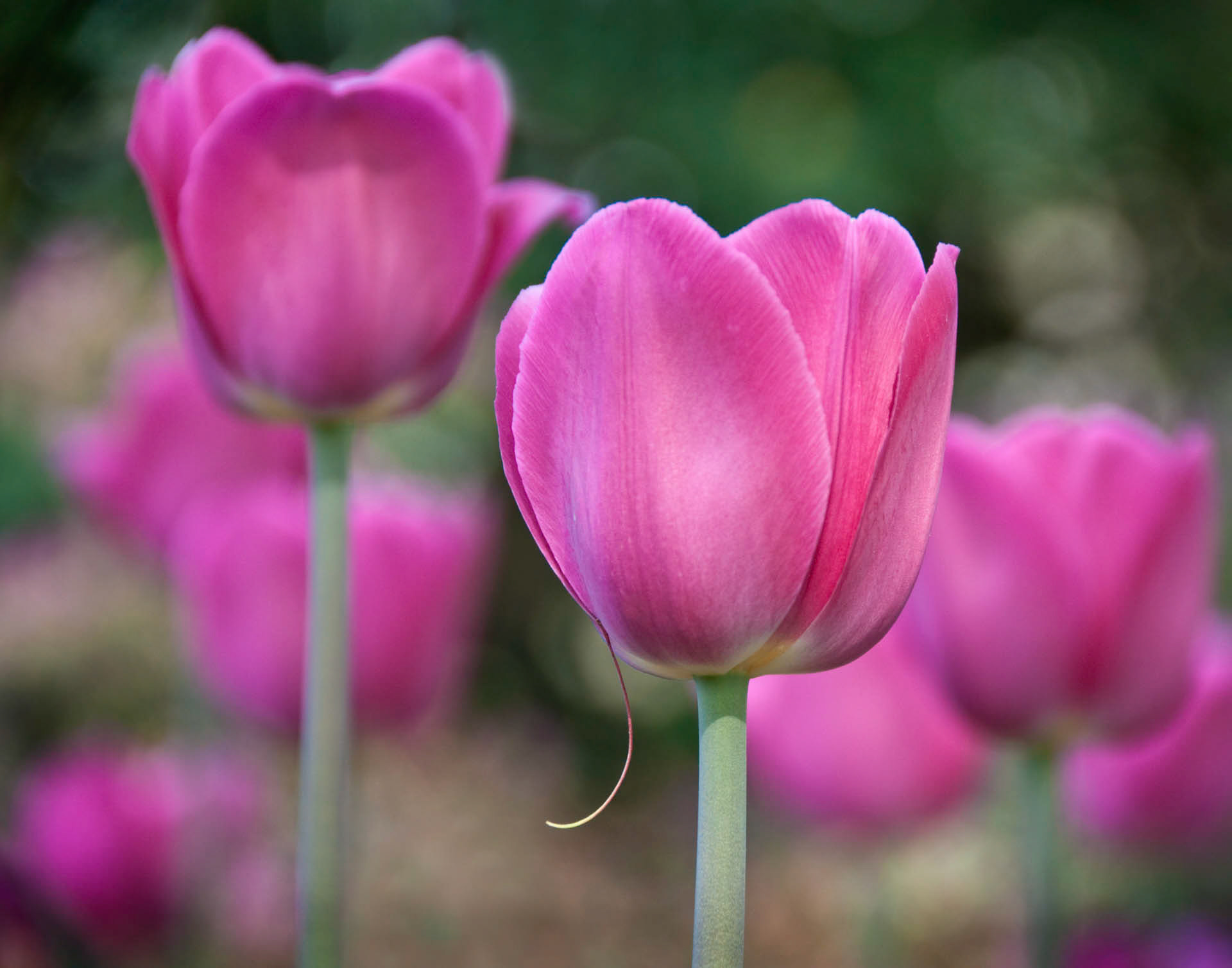 Tulipia