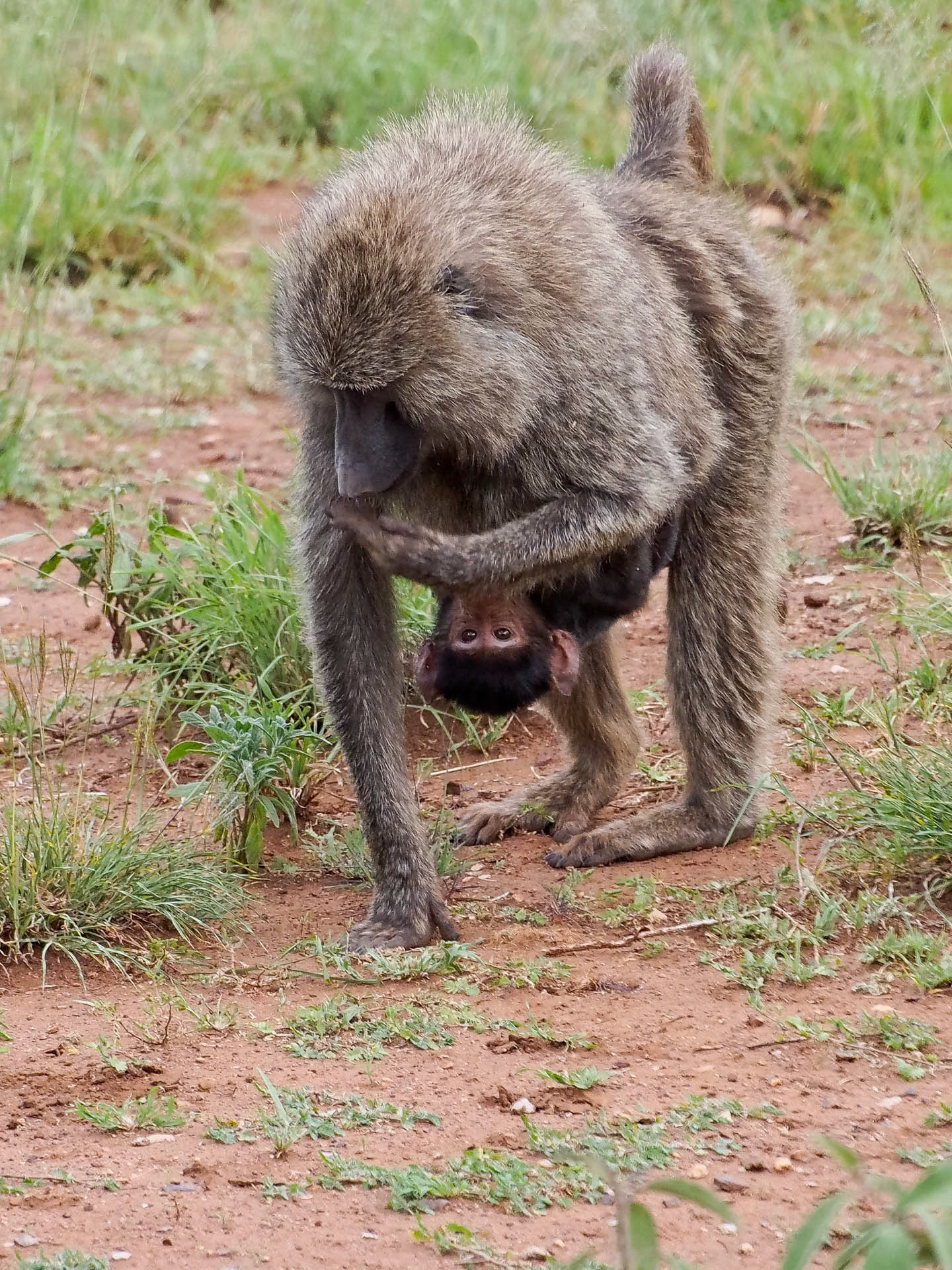 Serengeti Baboons