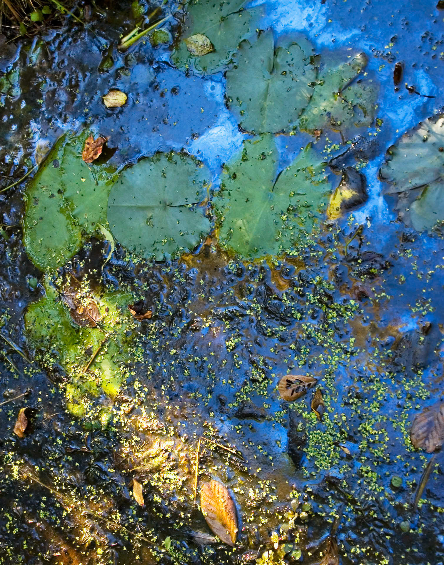 Blue Lagoon