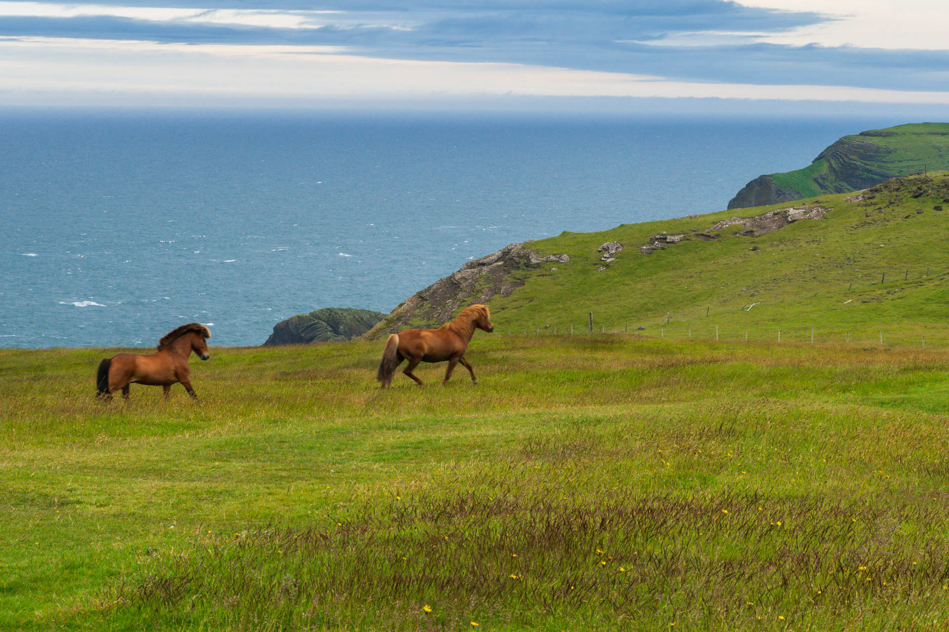 Icelandic Horses