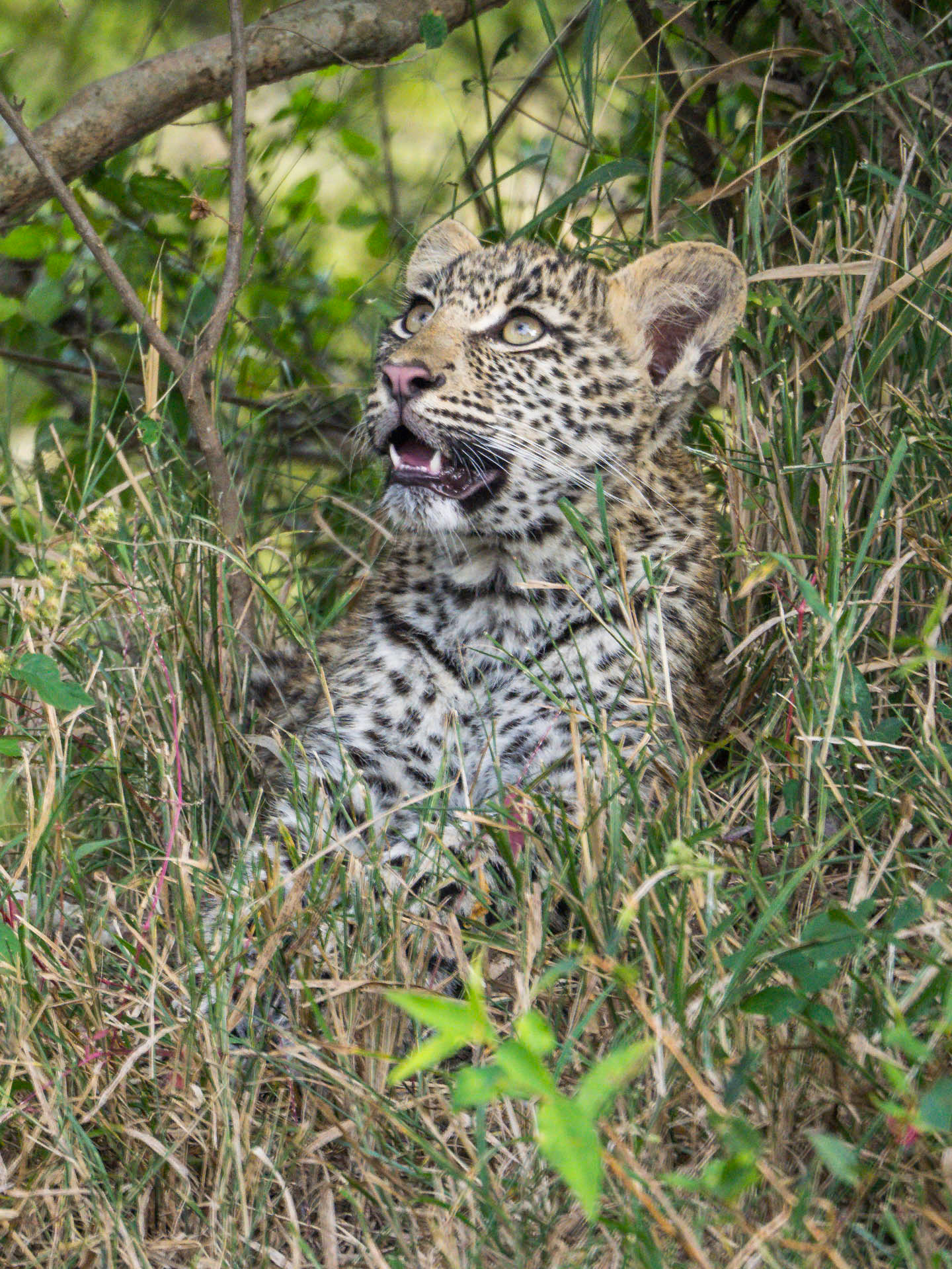 Leopard Cub