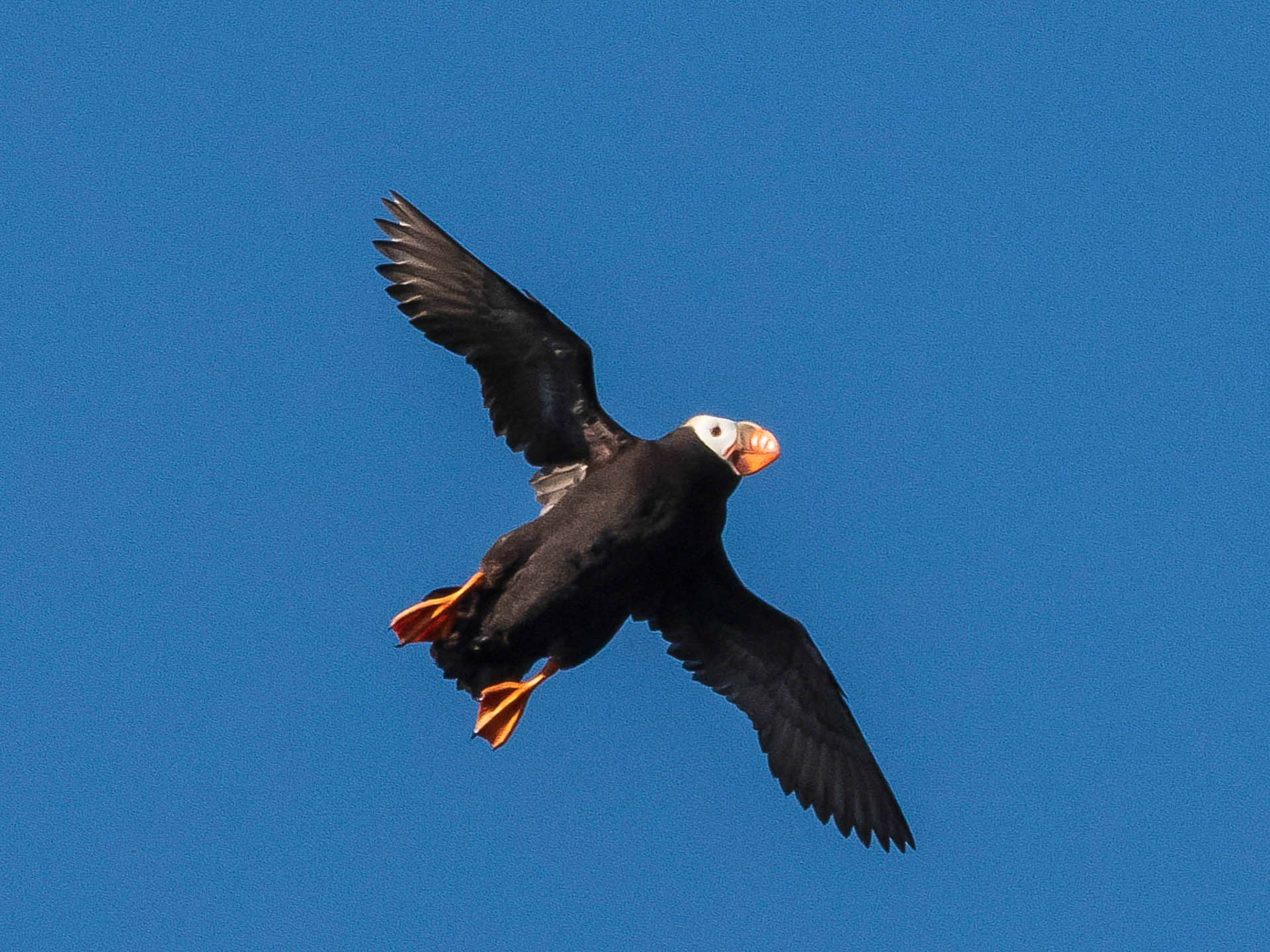 Tufted Puffin
