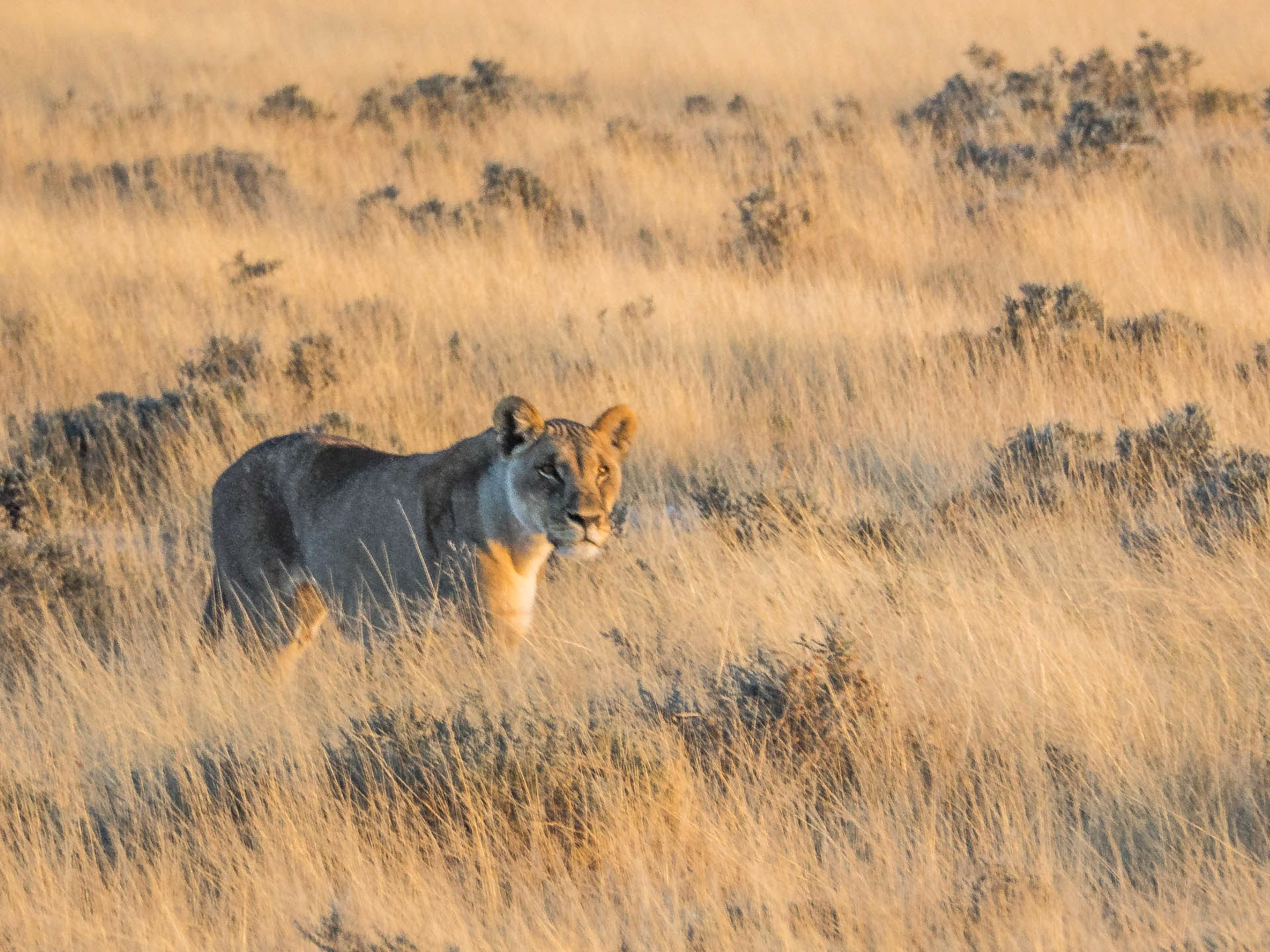 Etosha Lion