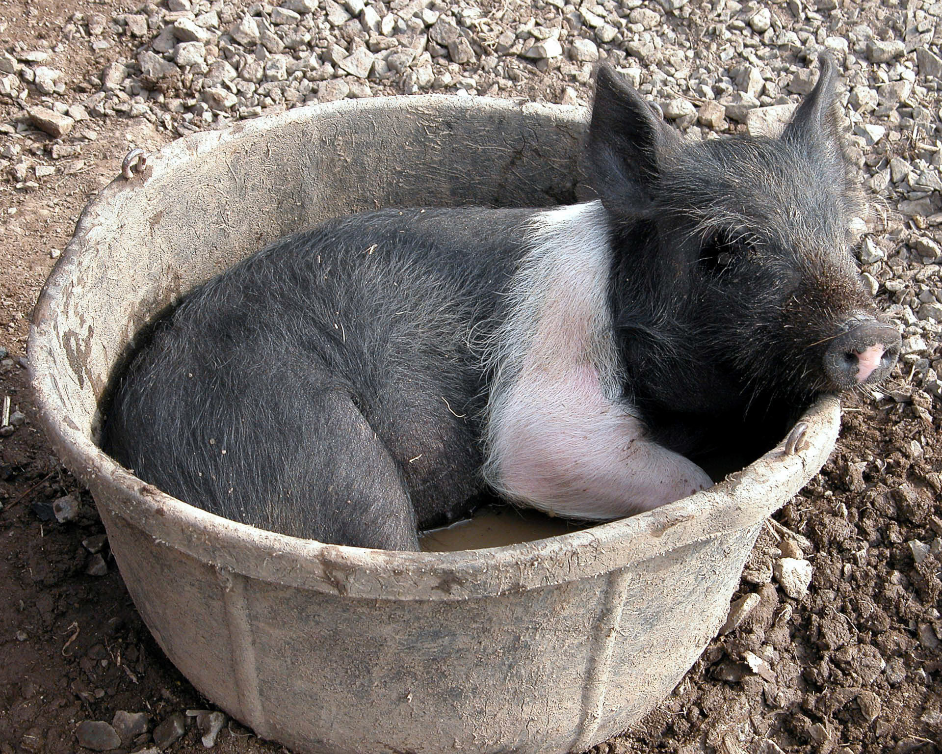 Pig In Bucket