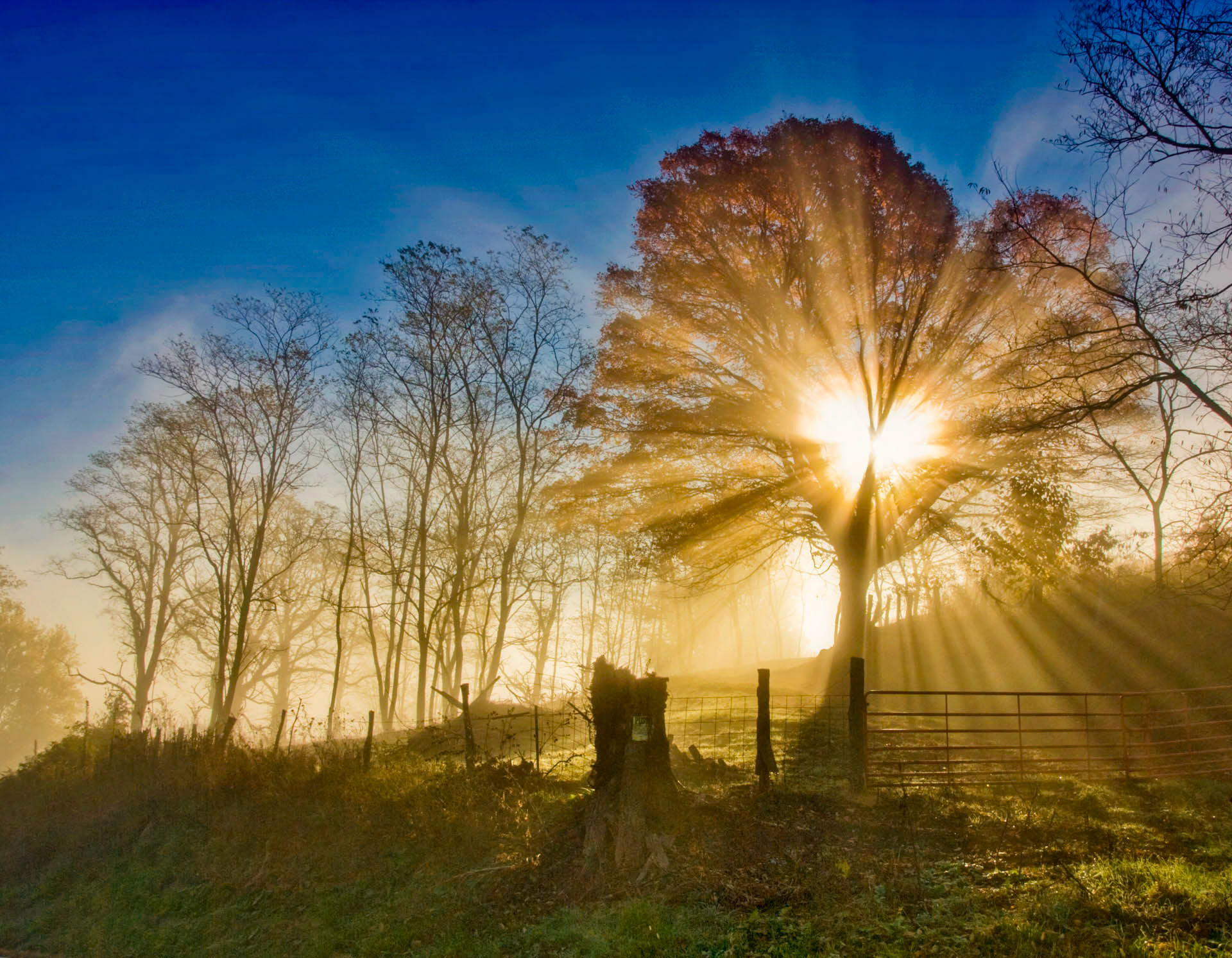 Morning Glory