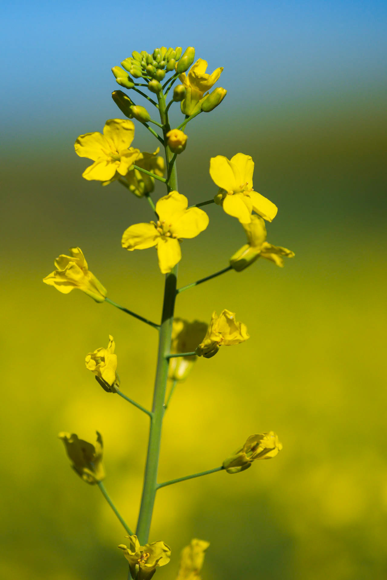 Canola Stalk