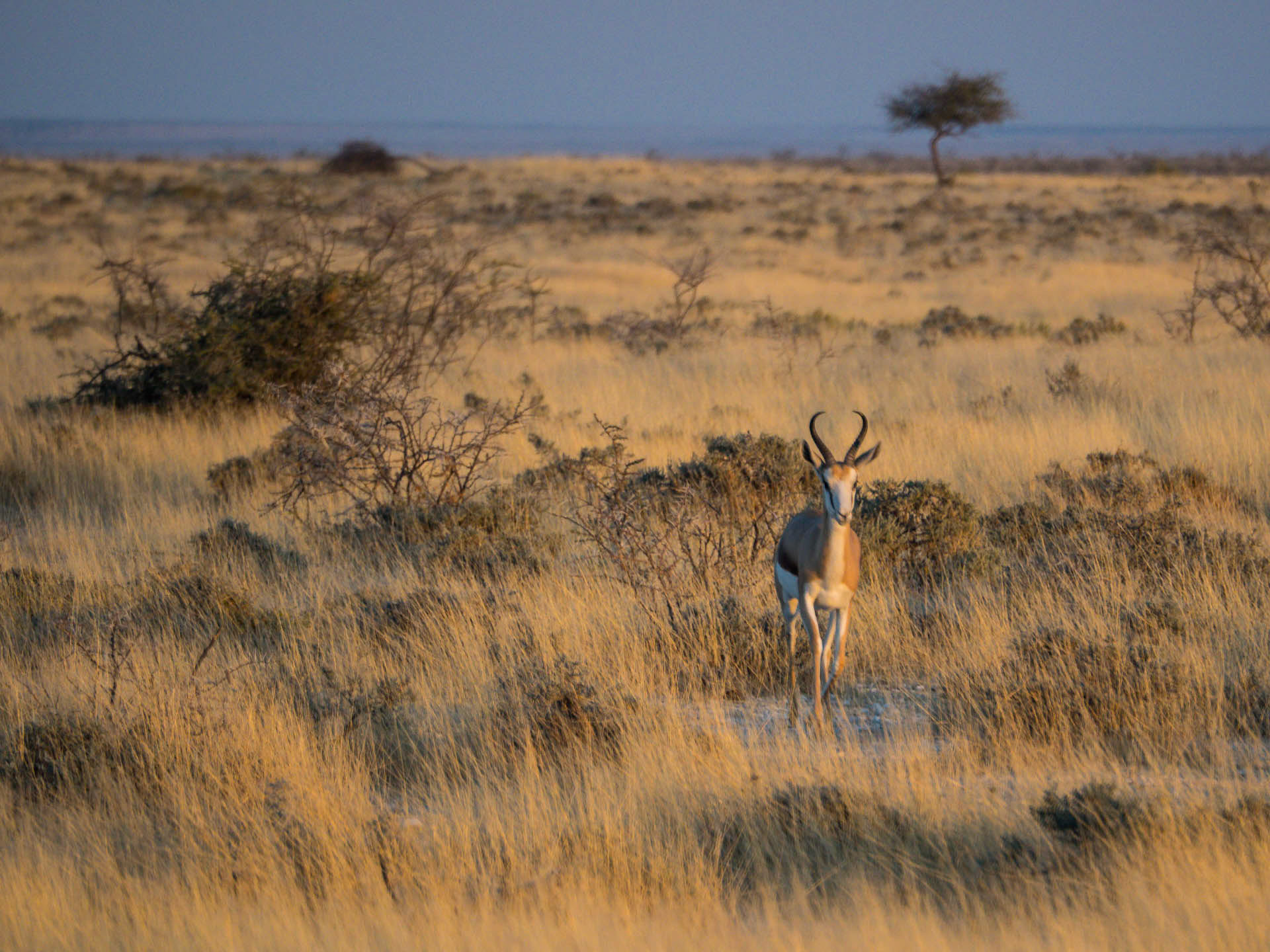 Etosha Springbok