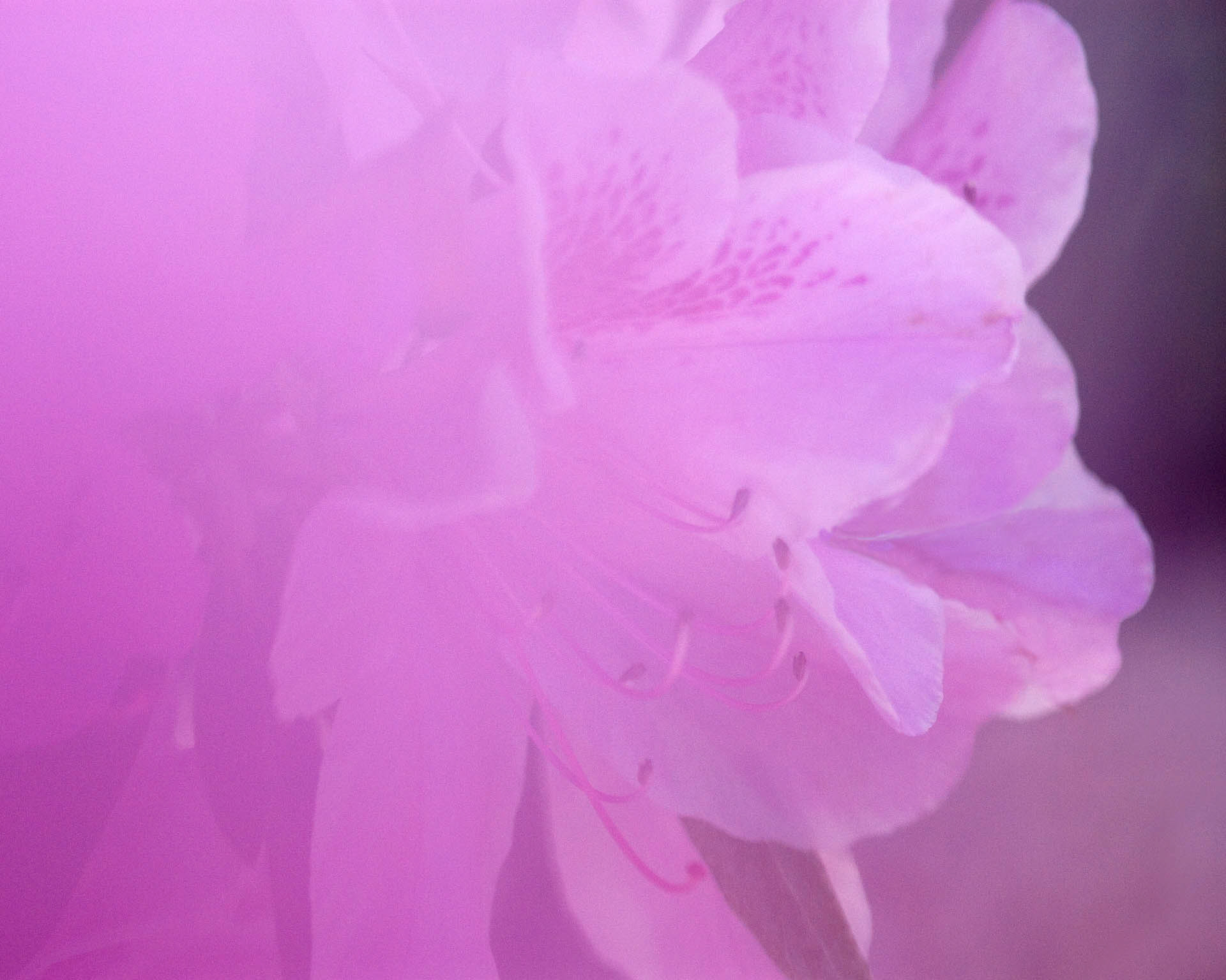 Pretty In Pink