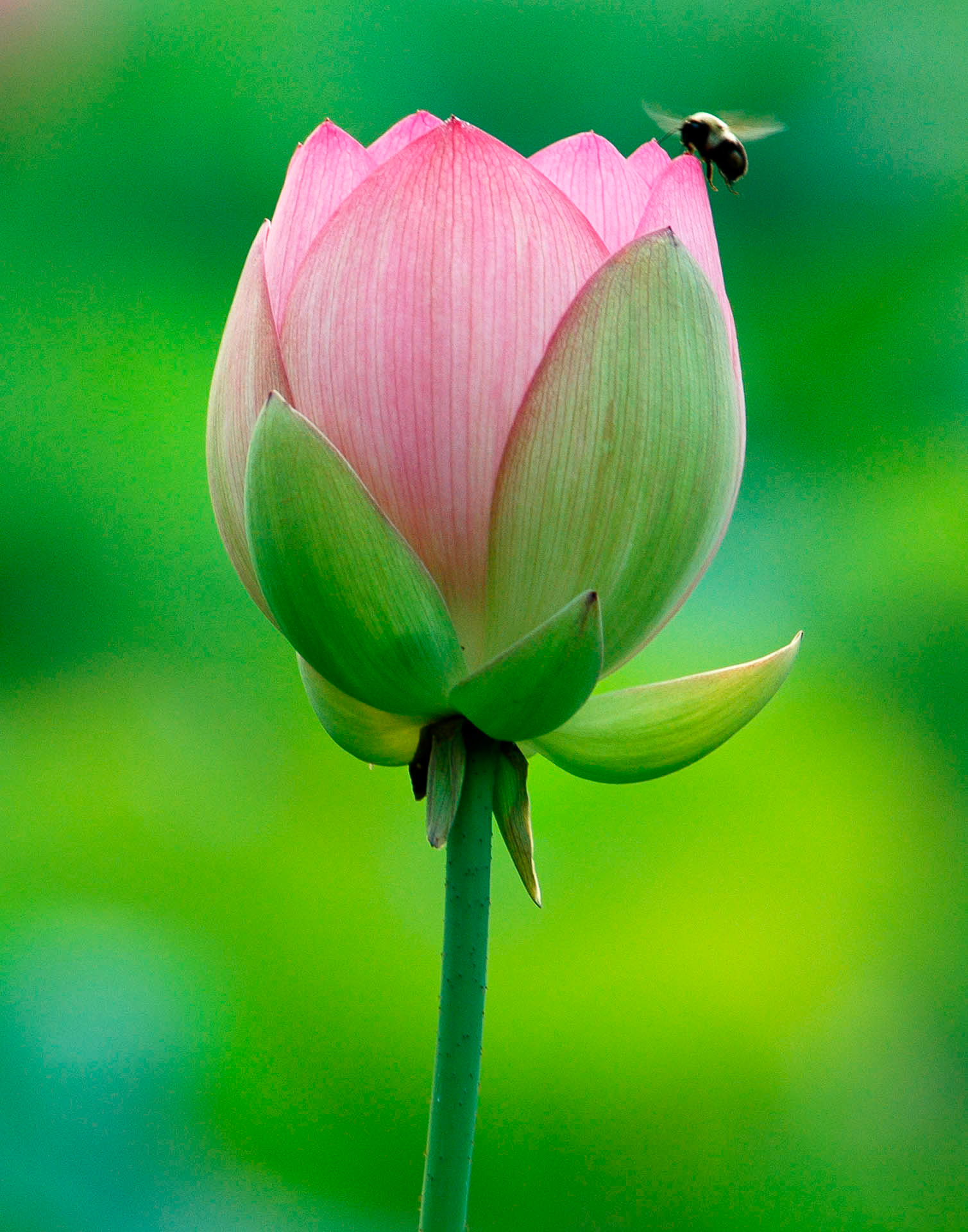 Lotus & Bee 2