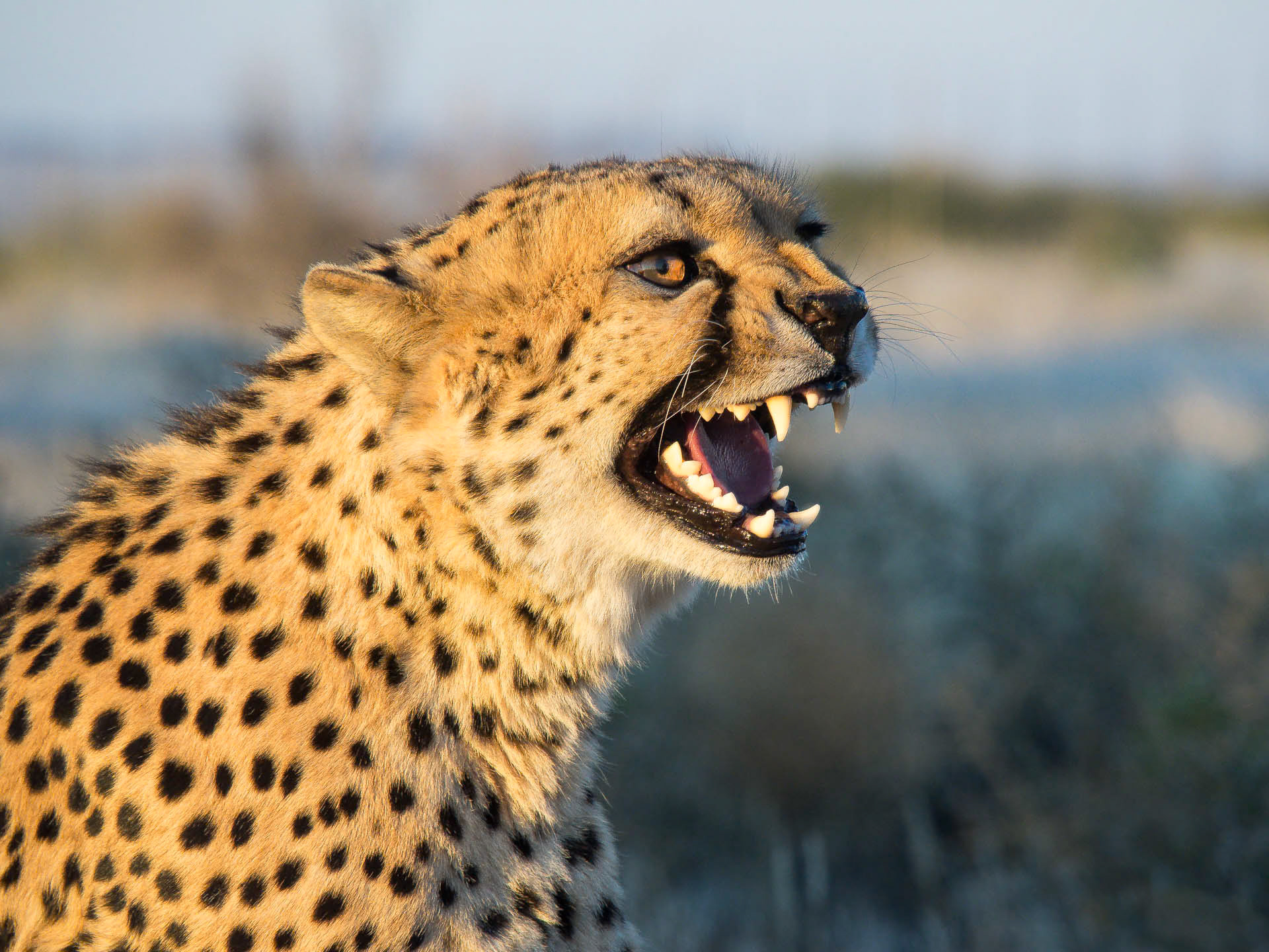 Cheetah Roar