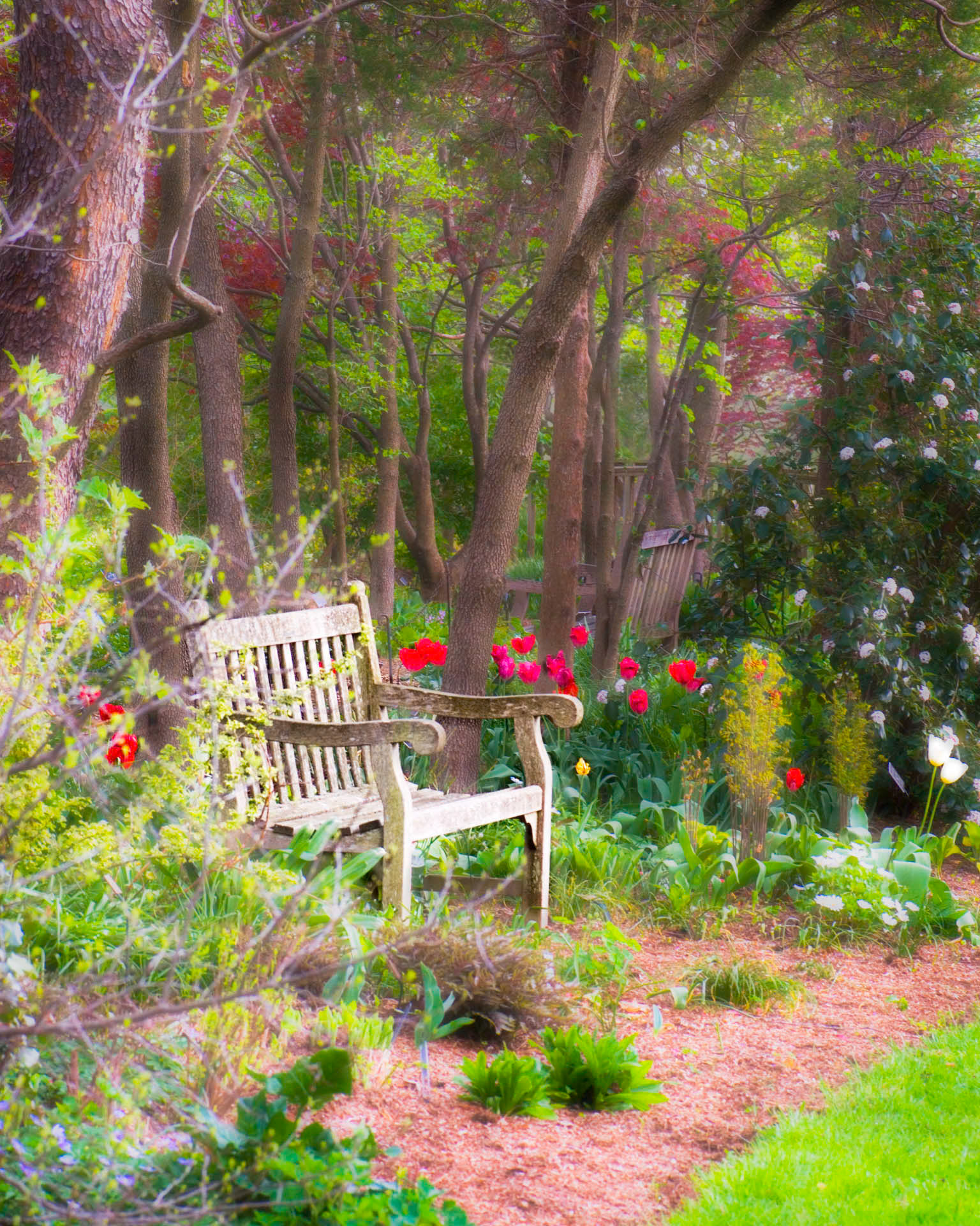 Tulip Garden
