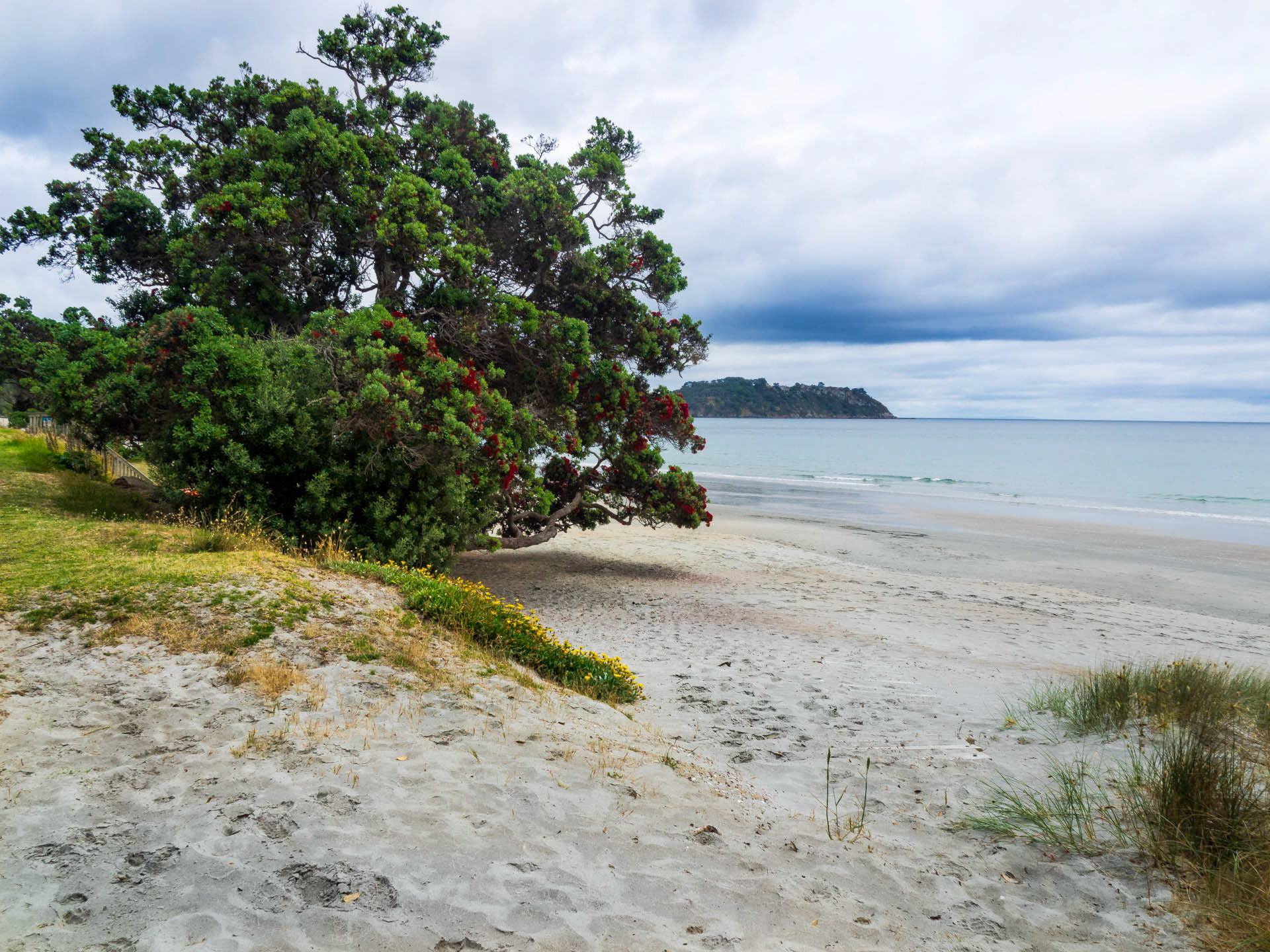 Pohutukawa Tree