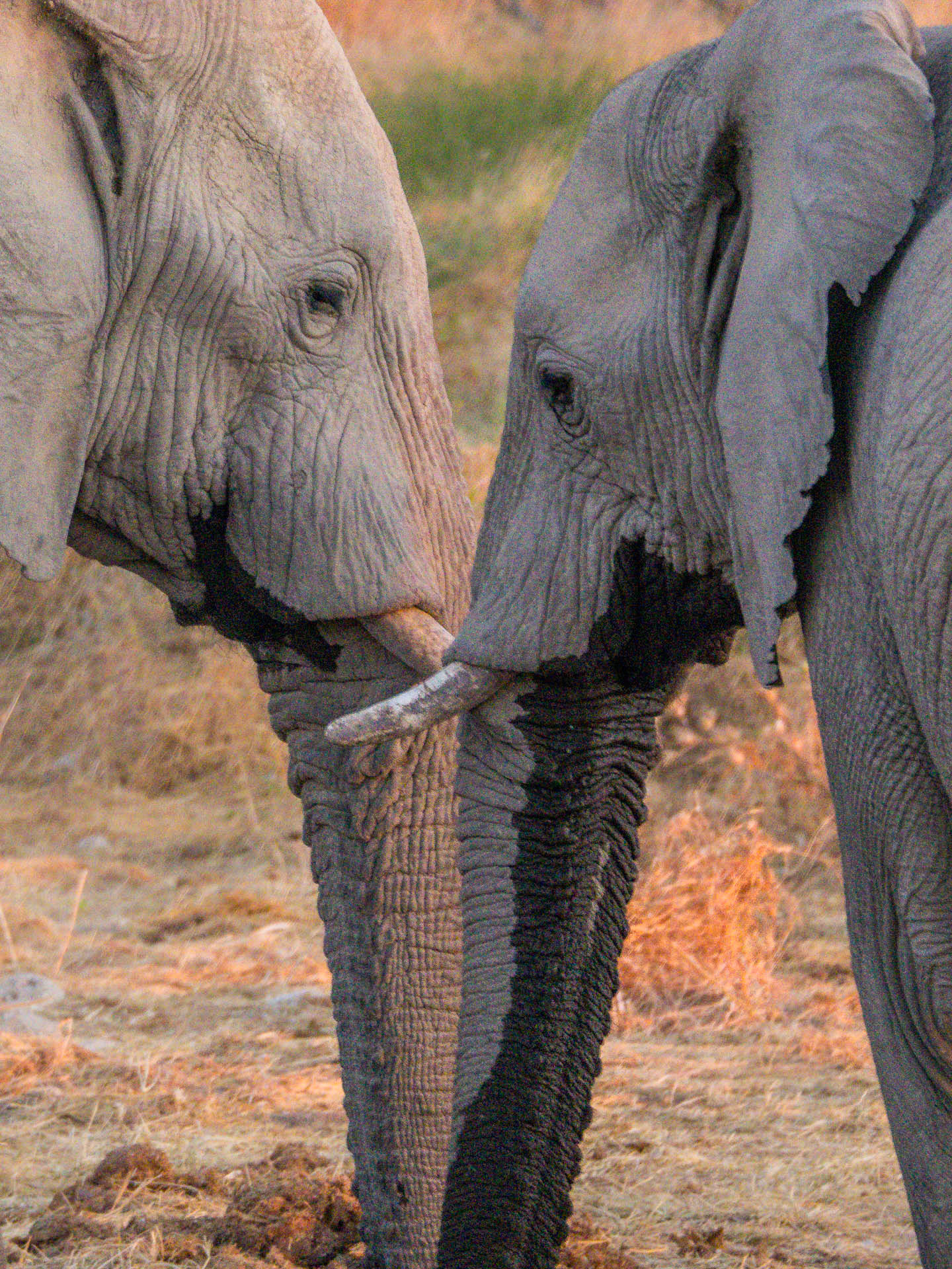 Dangling Conversation