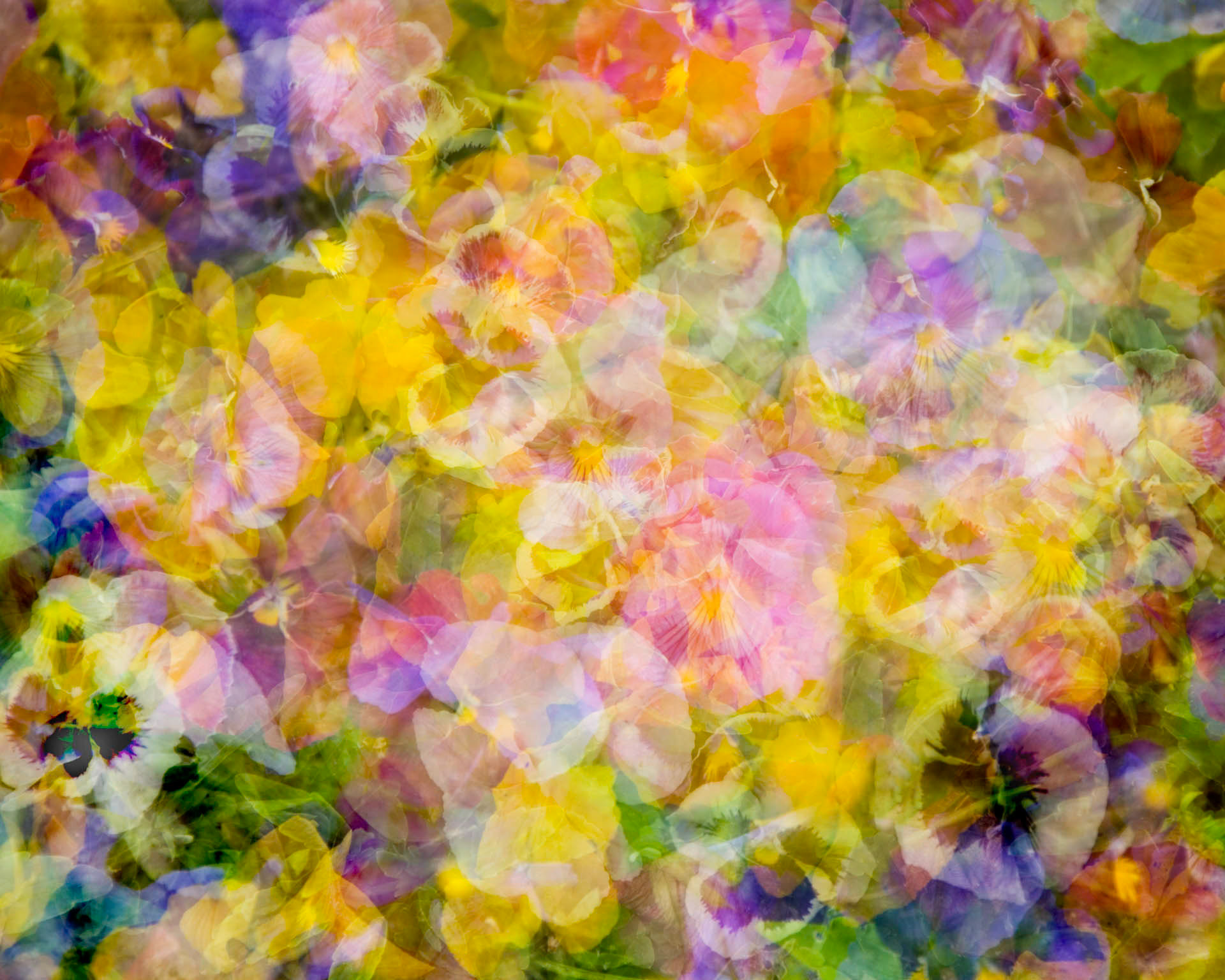 Pansy Prelude