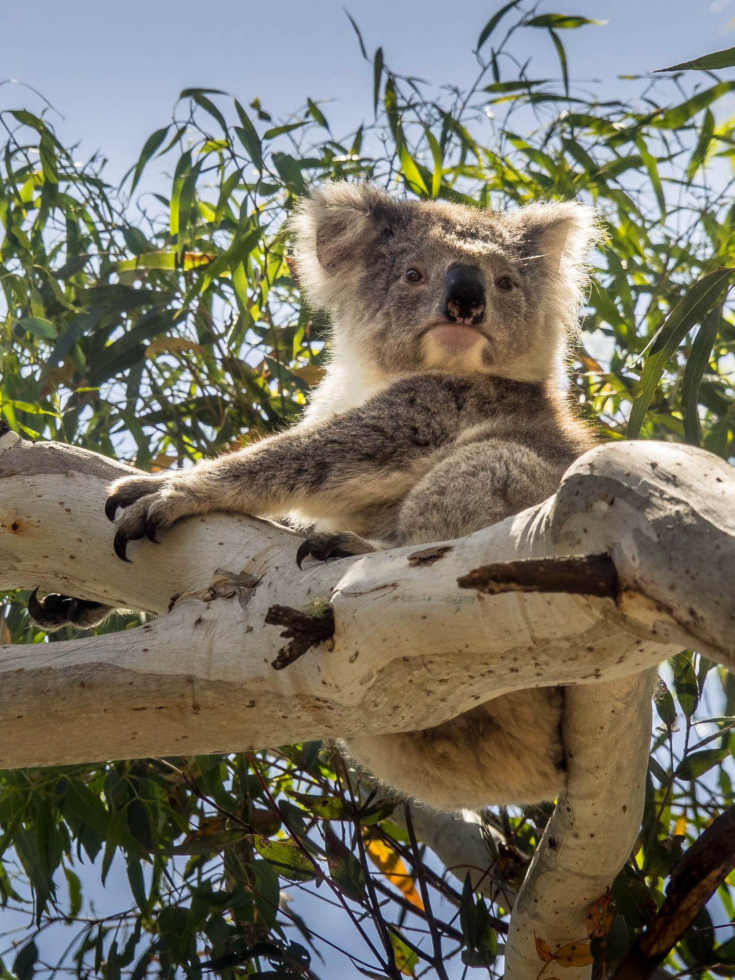 Koala V