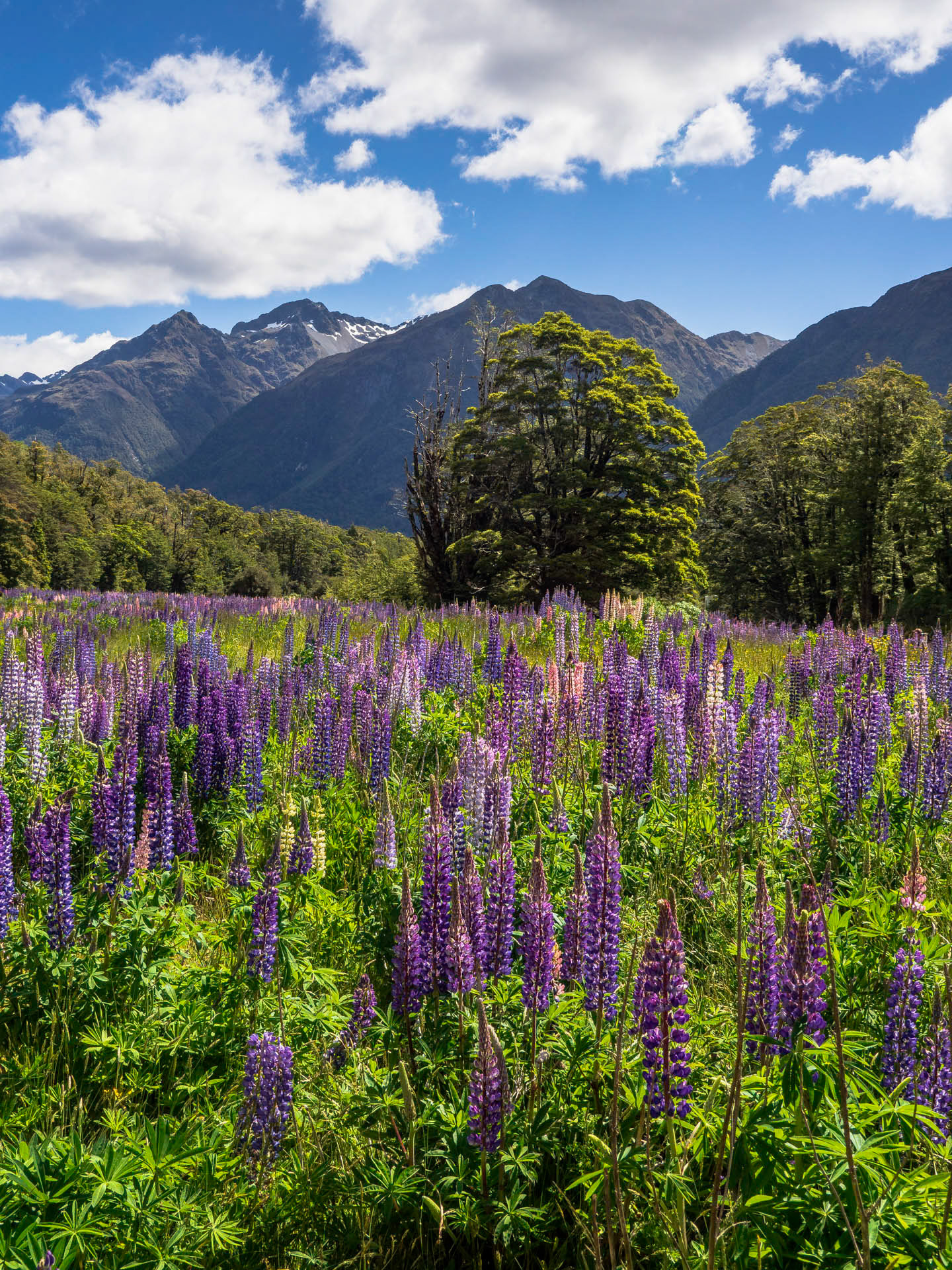 Lupins V