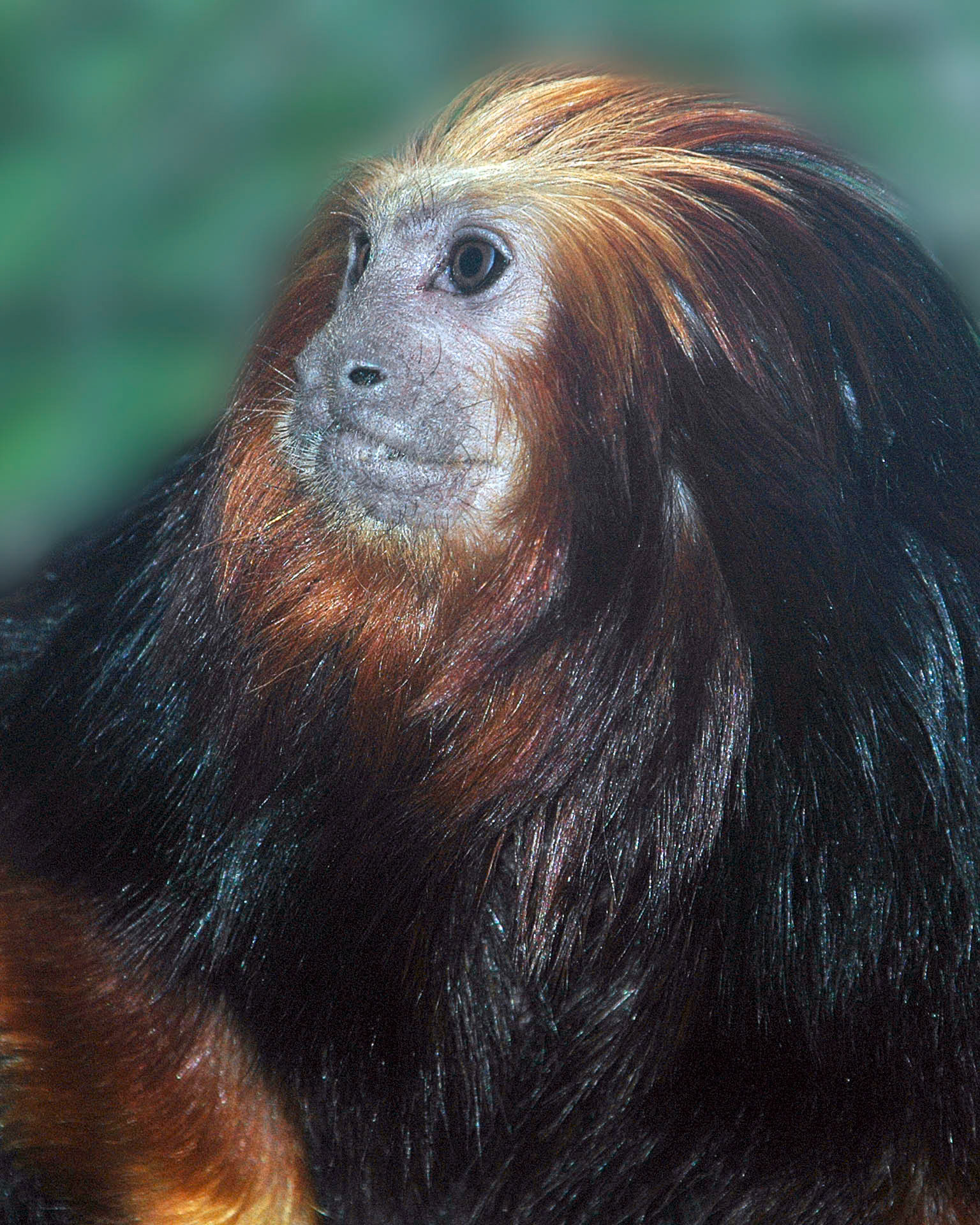 Tamarin Lion