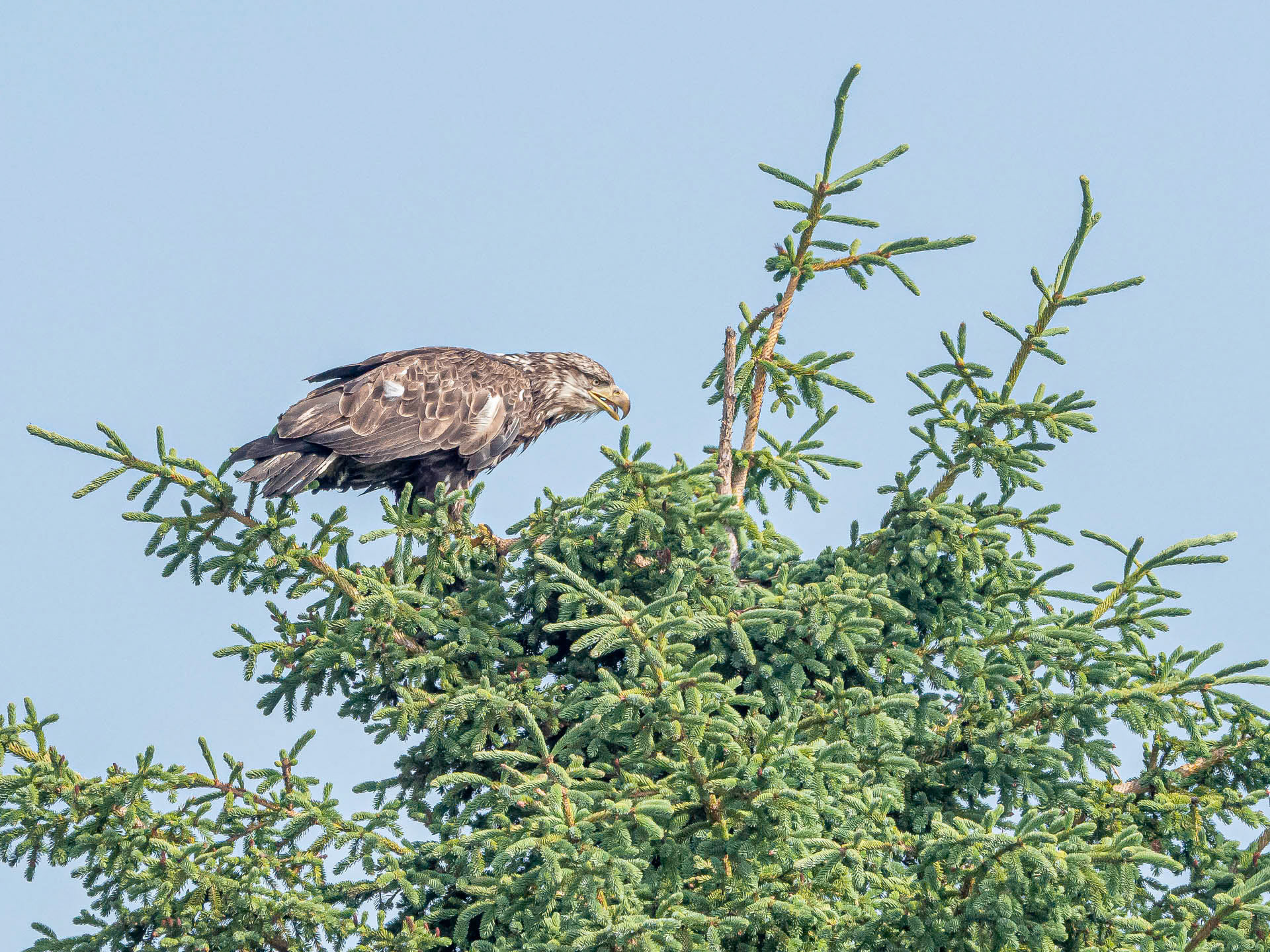 Juvenile Eagle