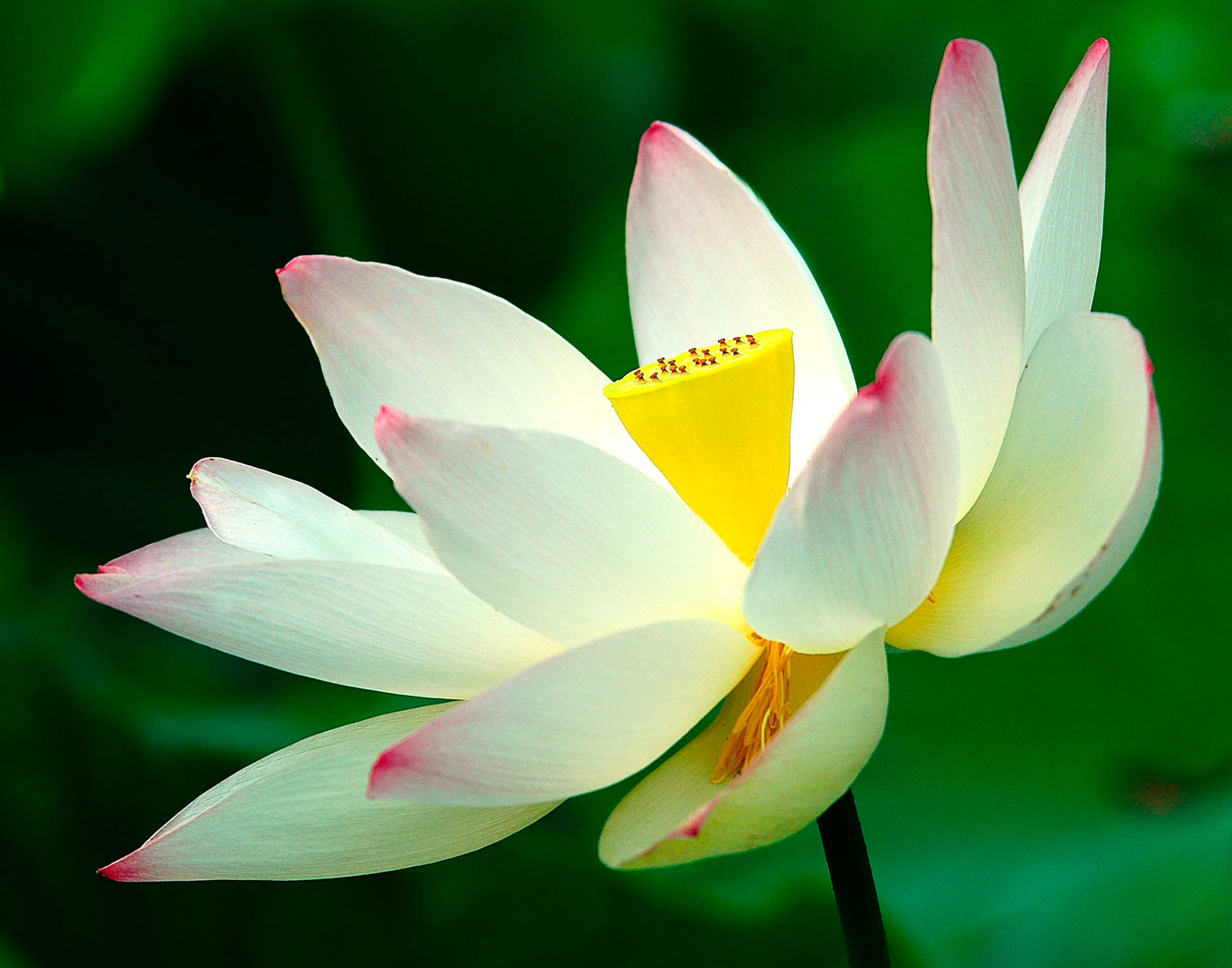Open Lotus Blossom