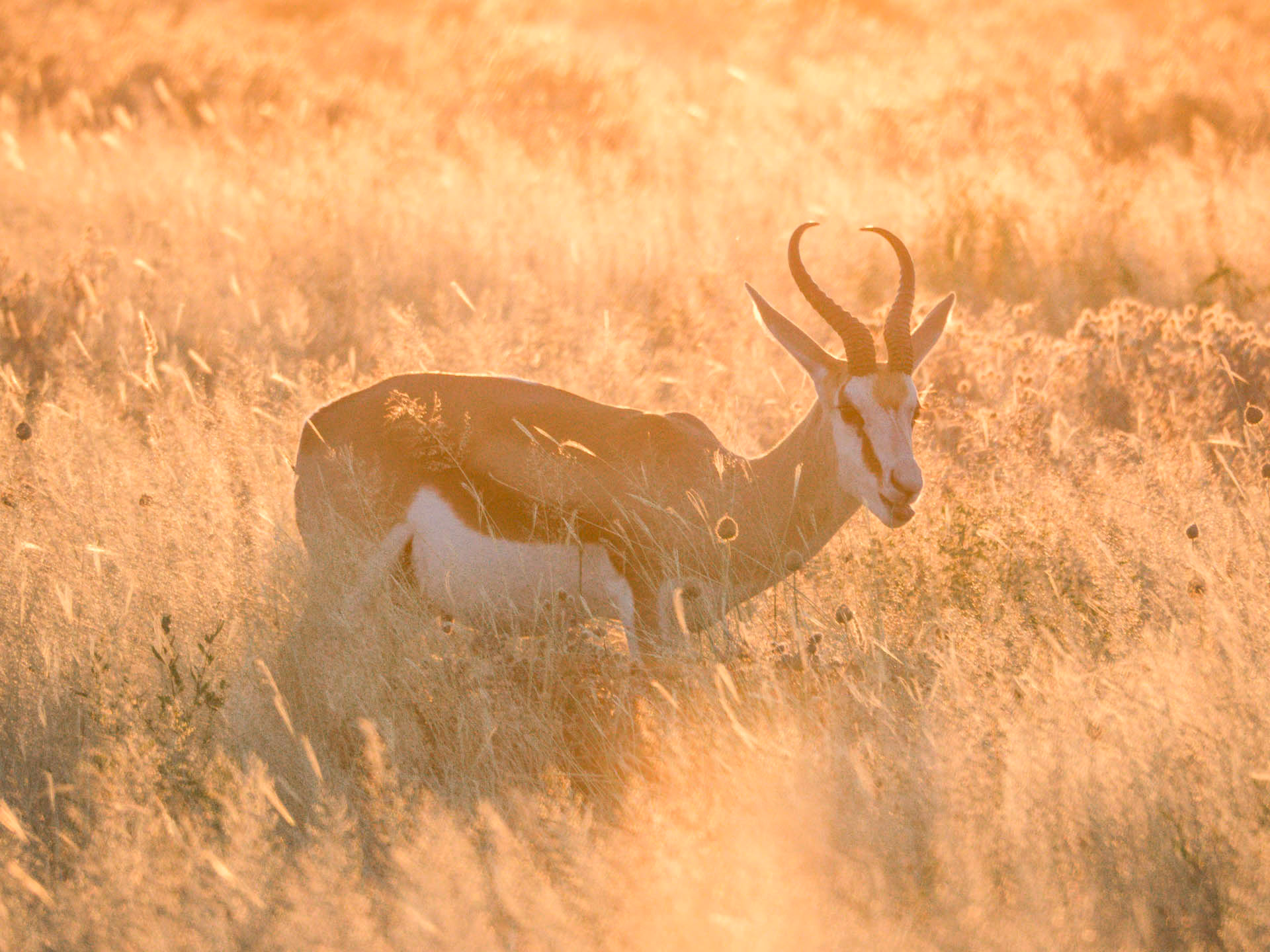 Etosha Springbok Sun Glow