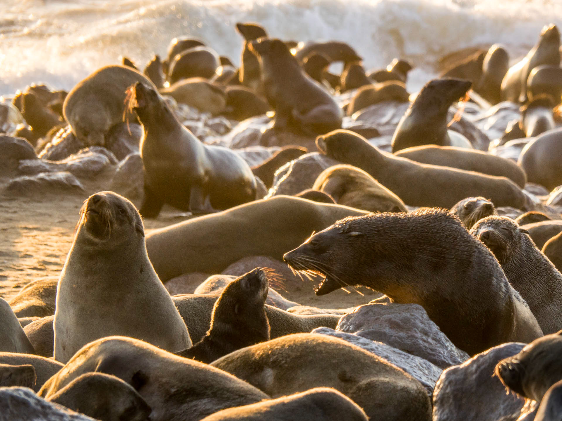 Cape Cross Seals