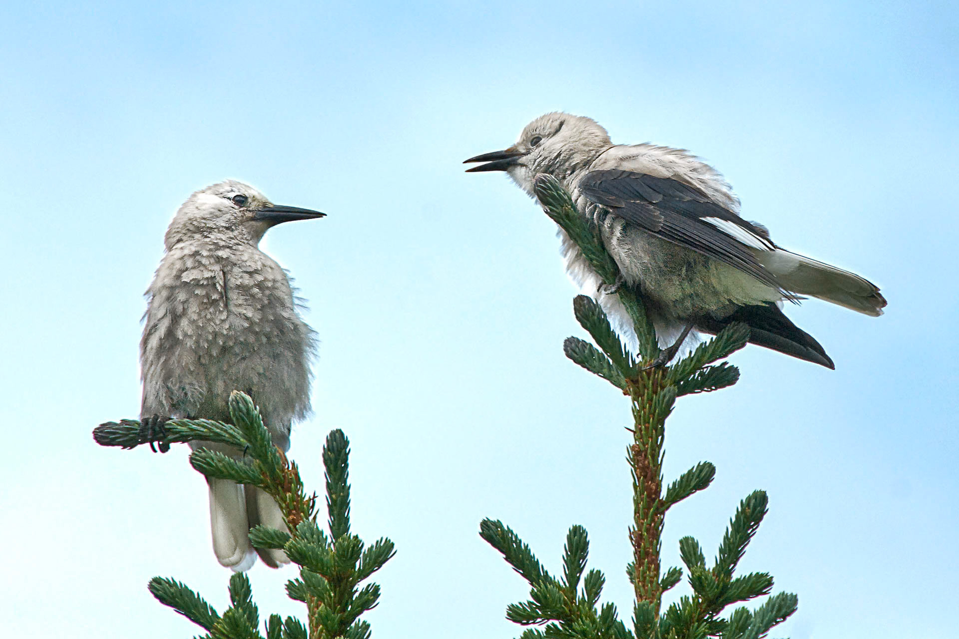 Clark's Nutcrackers