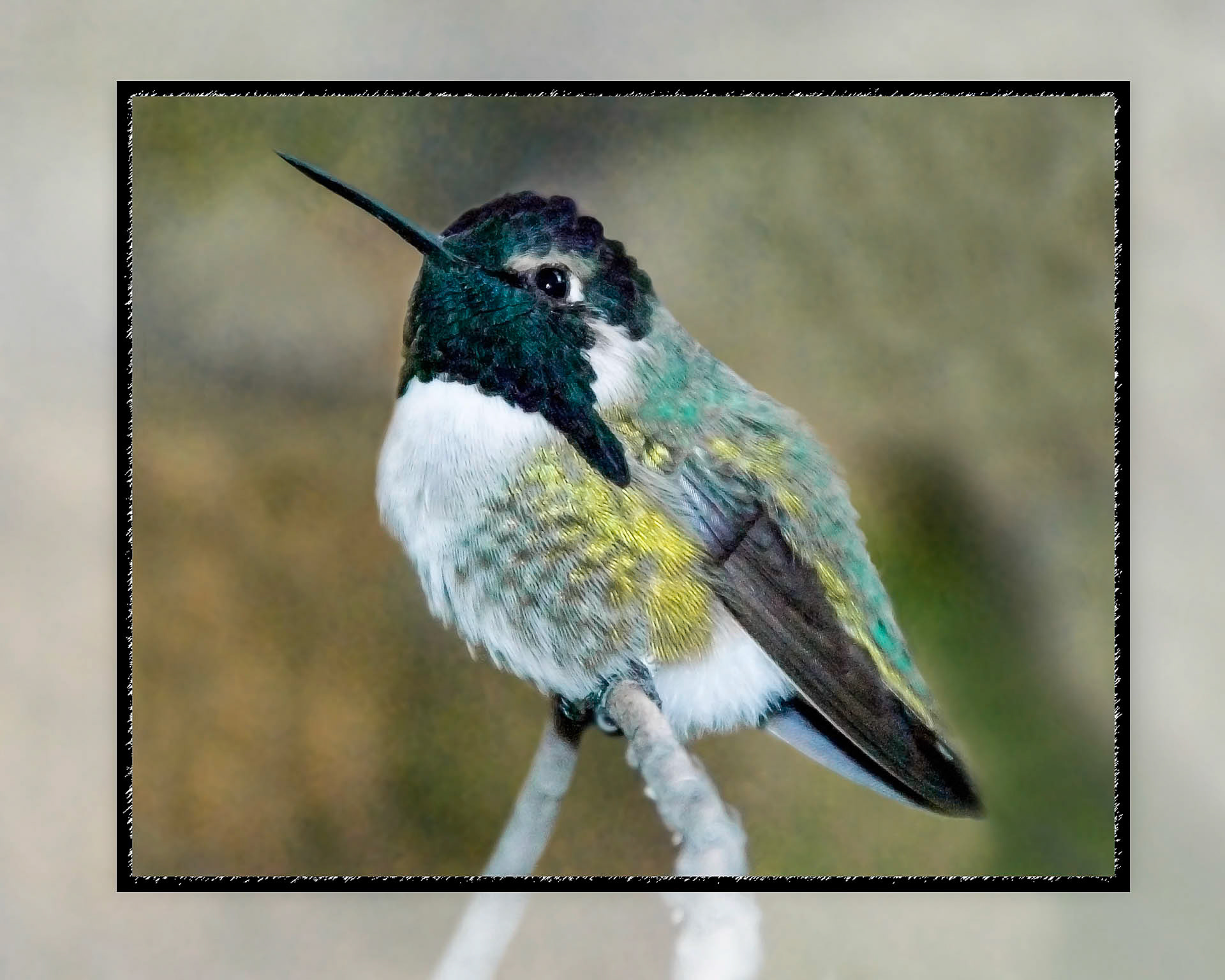 Sweet Hummingbird