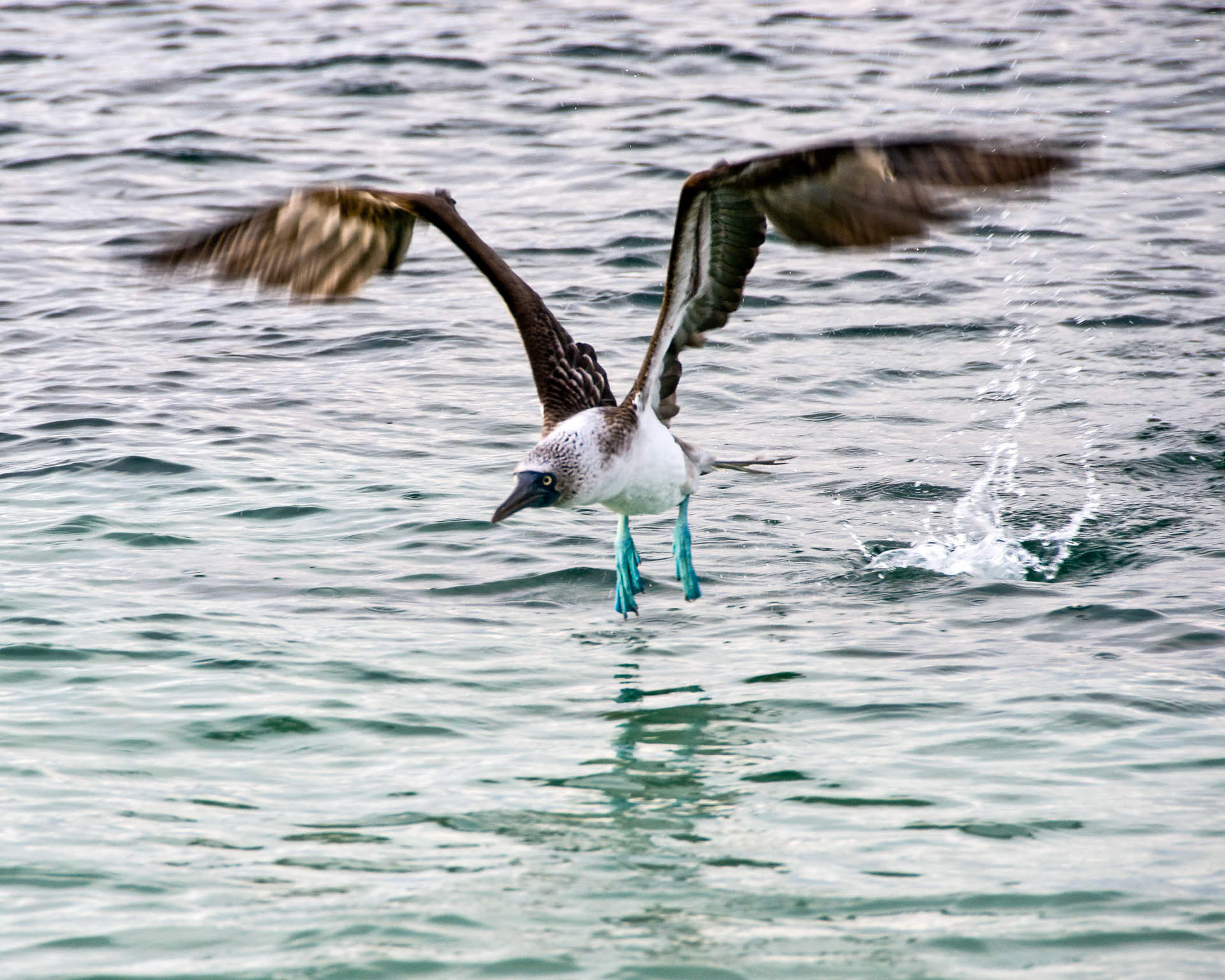 Booby In Flight