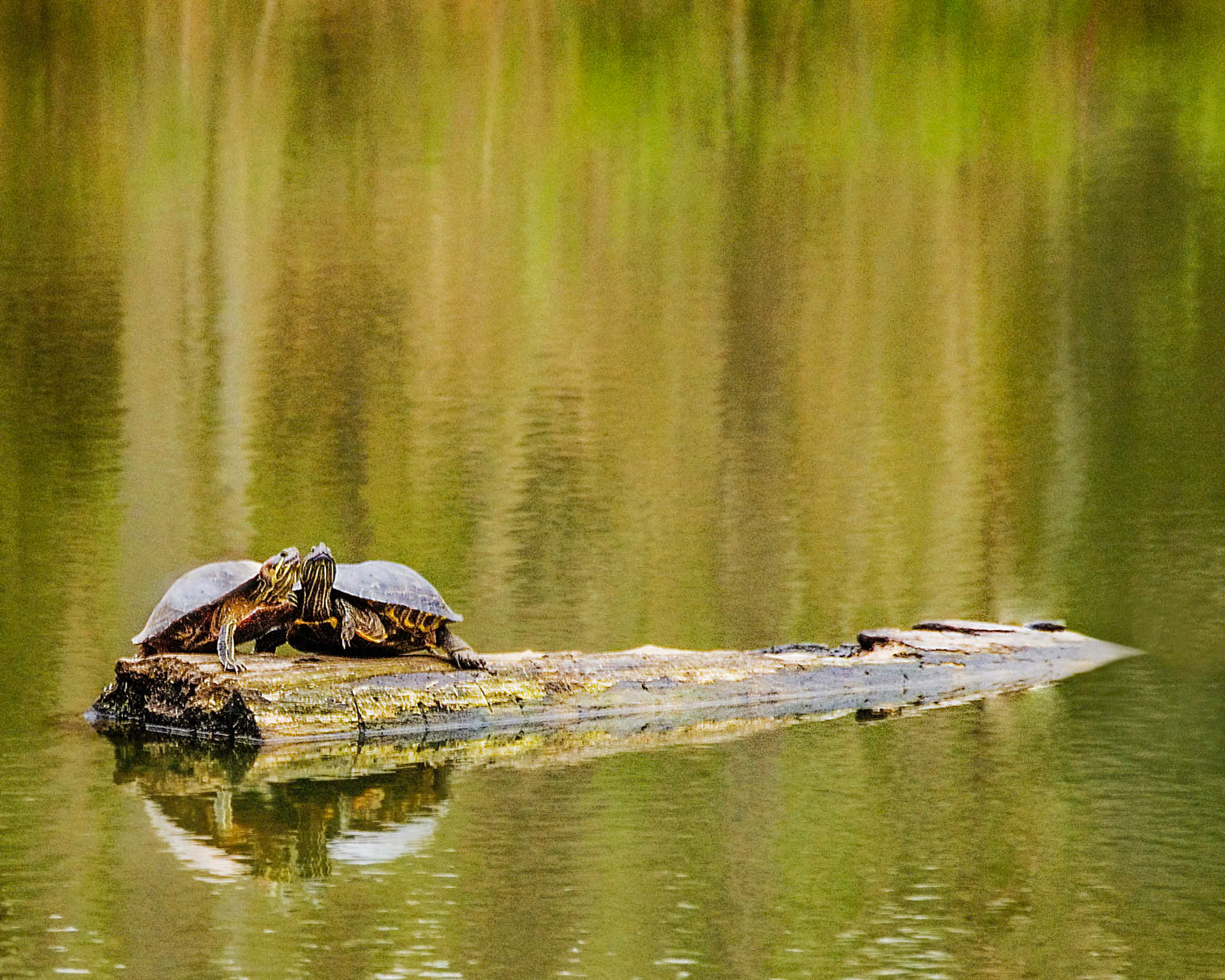 Turtle Love