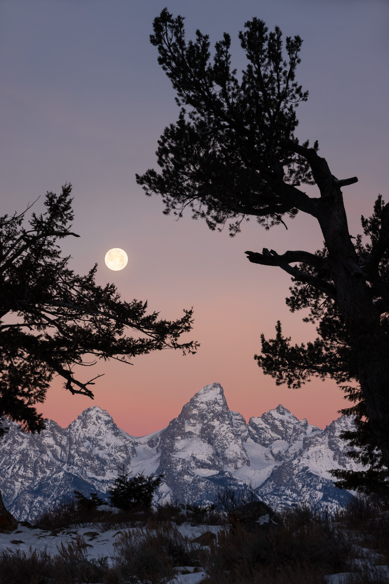 krafty photos, landscape, landscape photographer, wedding tree, full moon, moonset, grand teton, grand teton national park, gtnp, jacksonhole, wyoming