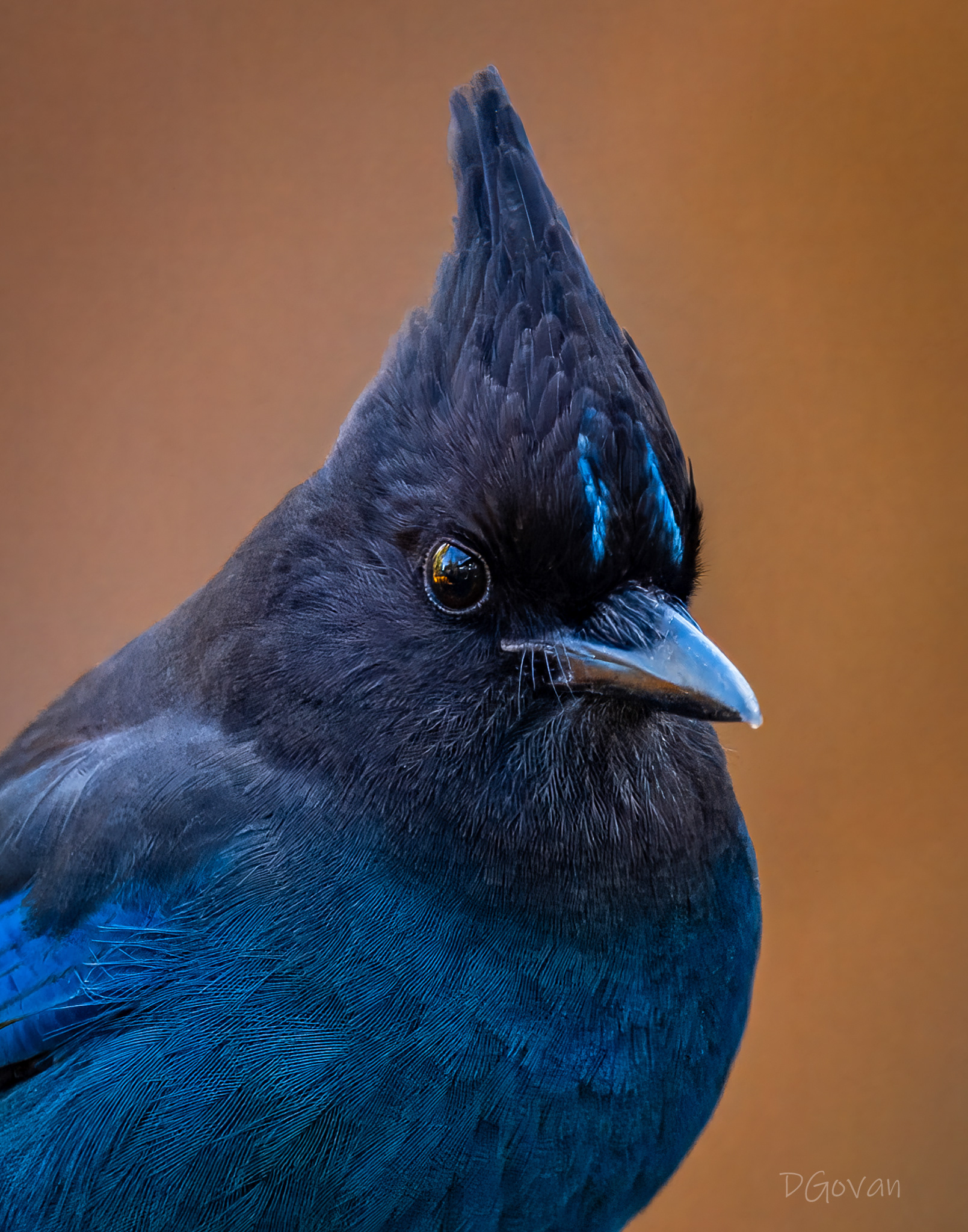 Steller's Jay