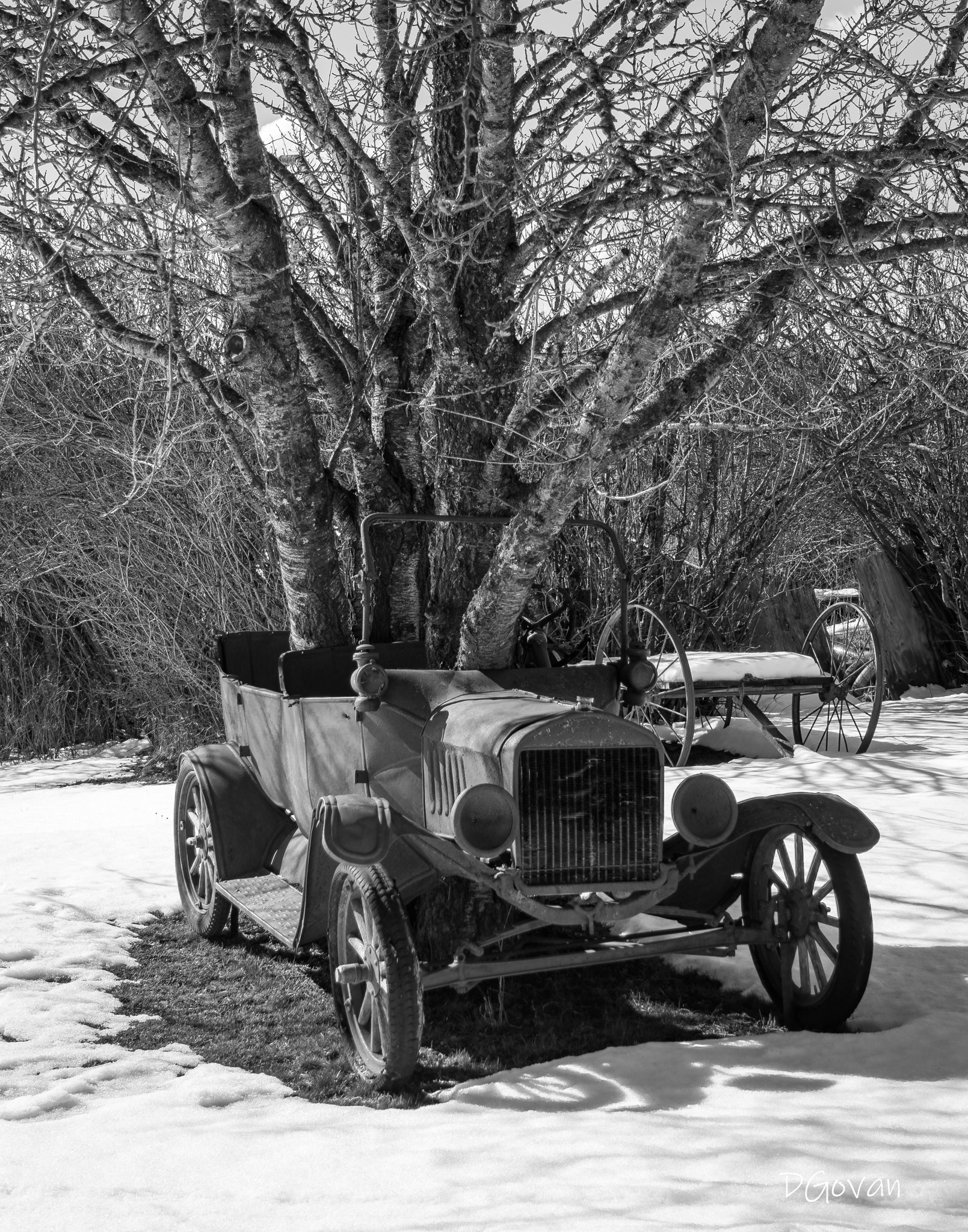 Jalopy Tree