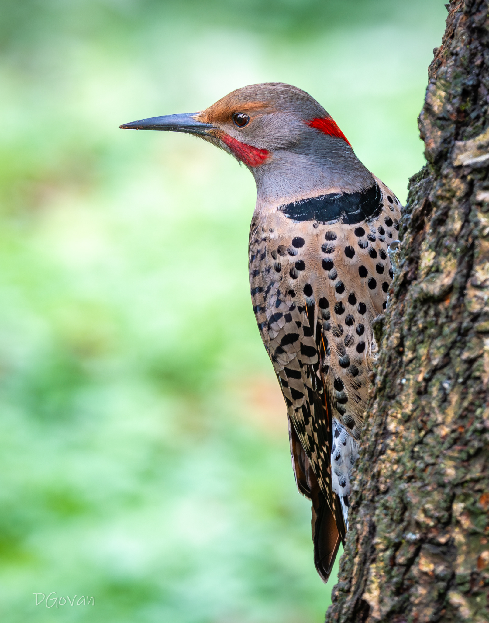 Intergrade Northern Flicker