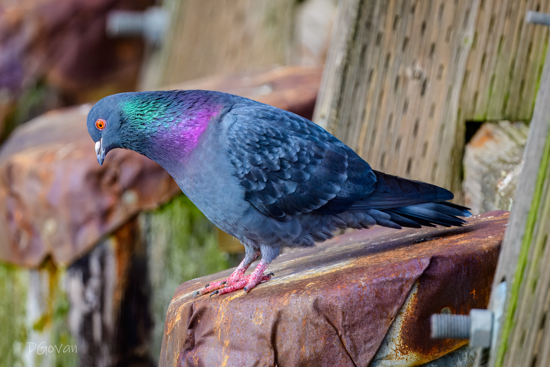Look Out Below! - Pigeon
