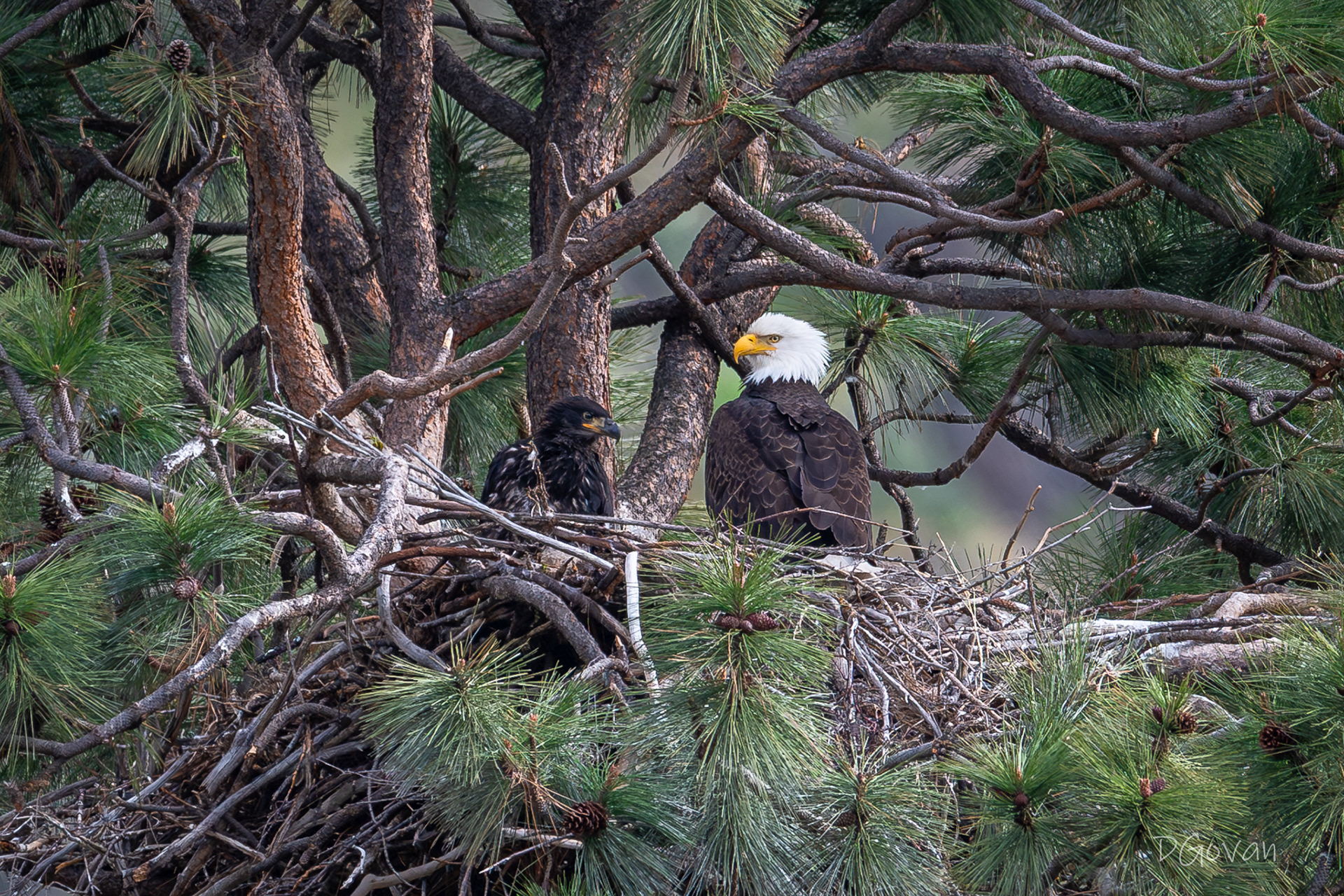 Eaglet, 5 to 6 Weeks Old