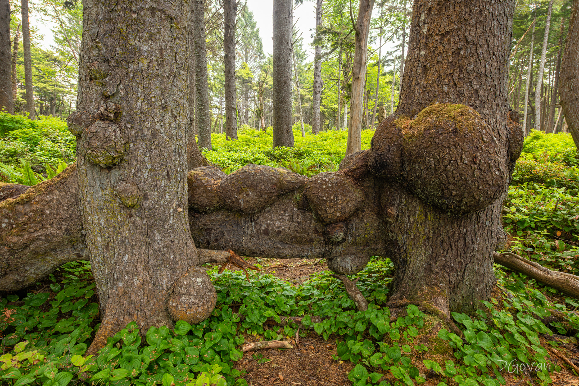 Burl Bench