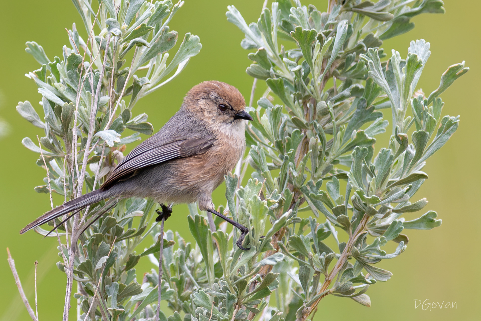 Bushtit