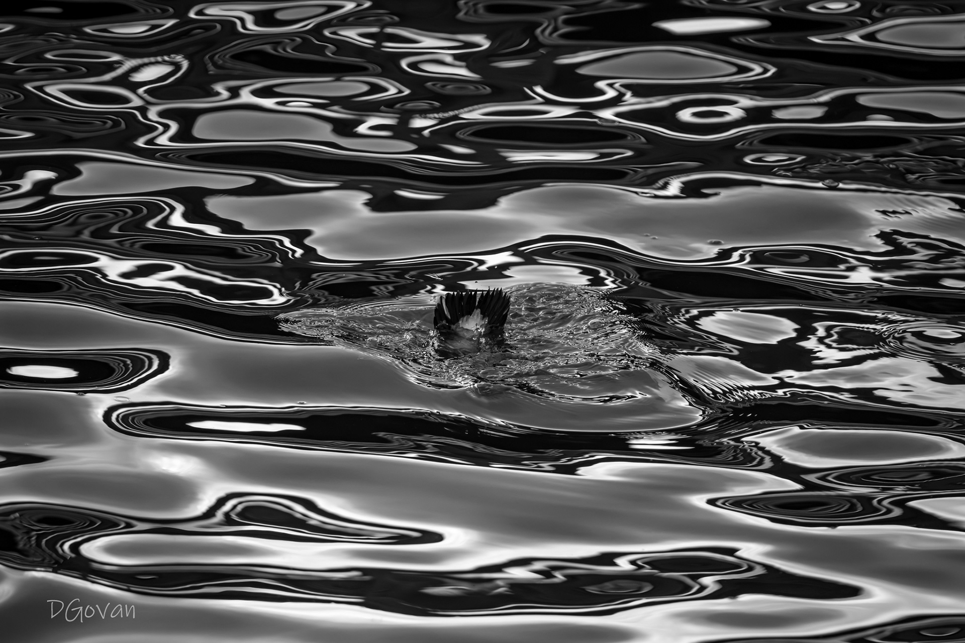Duck Dive